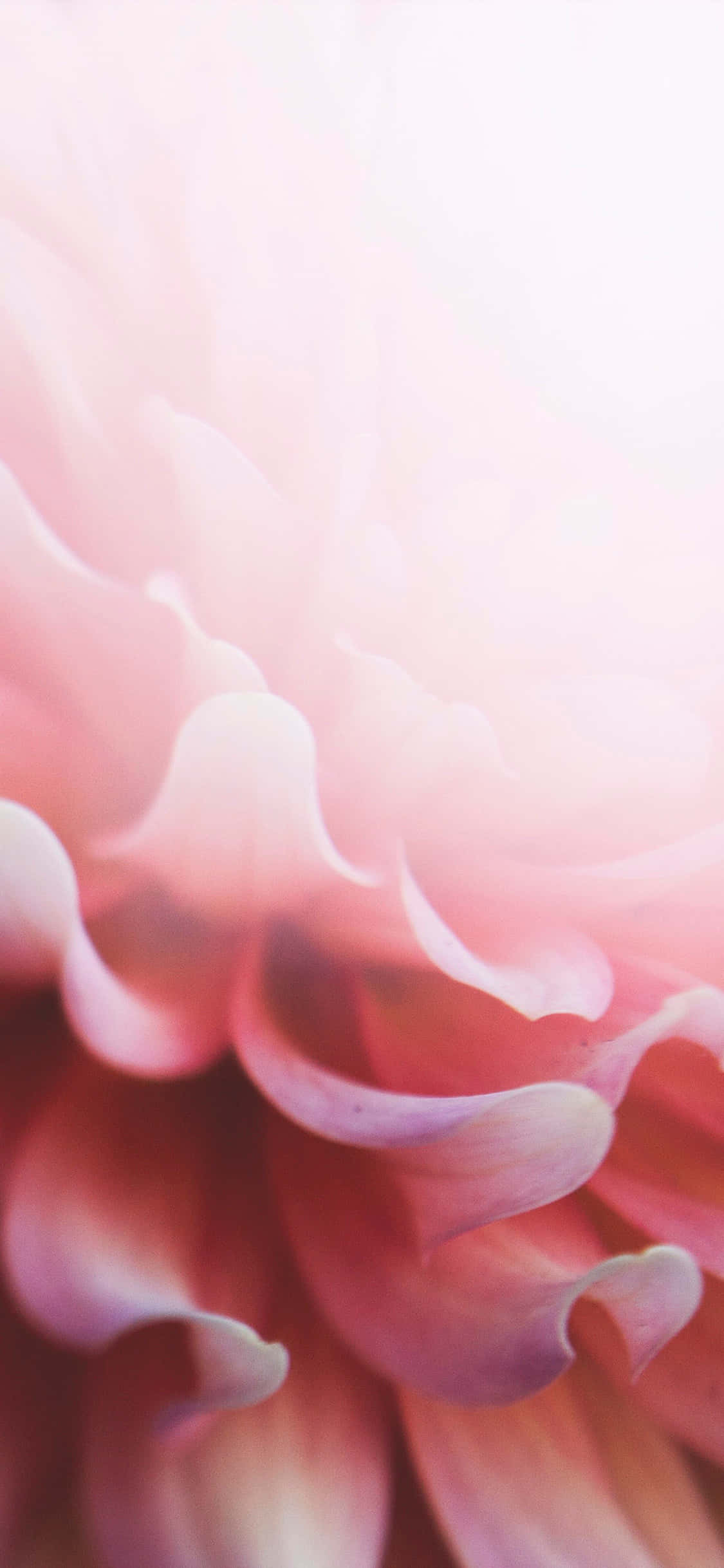 Spruce Up Any Look With This Light Pink Floral iPhone Picha ya Ukuta