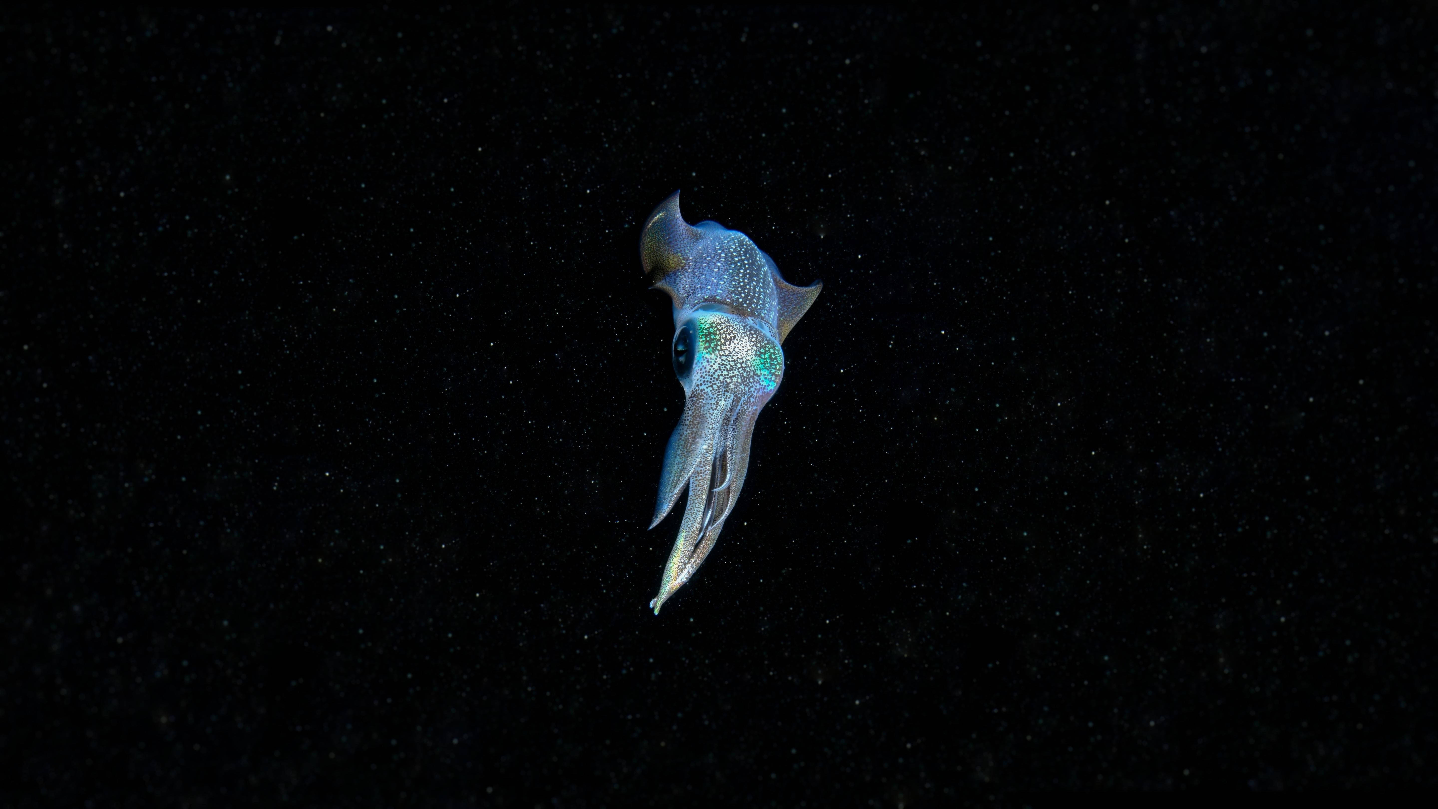 Squid ya Bluu ya Neon Picha ya Ukuta