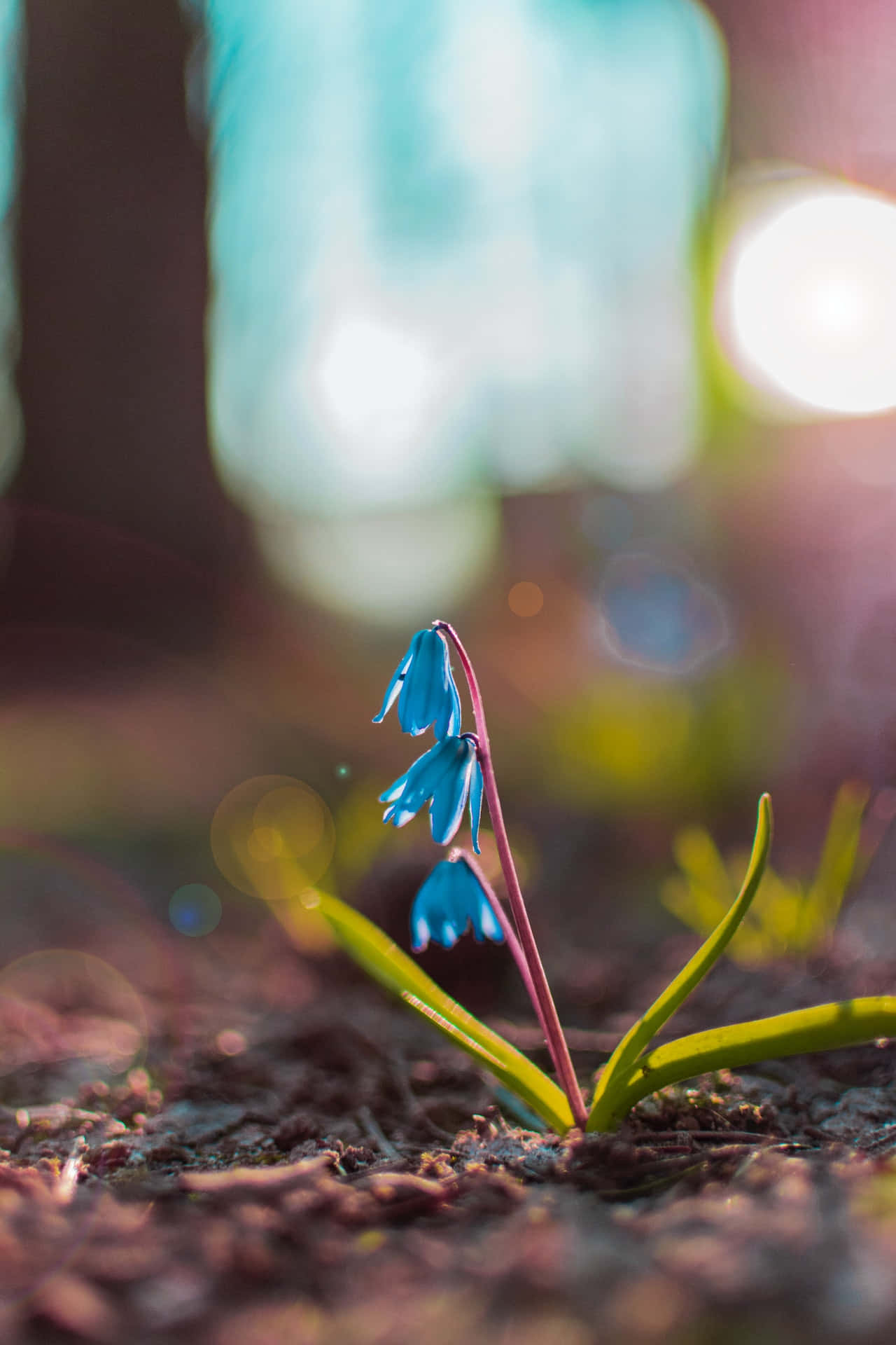 Squill Blue Flowers Phone Picha ya Ukuta