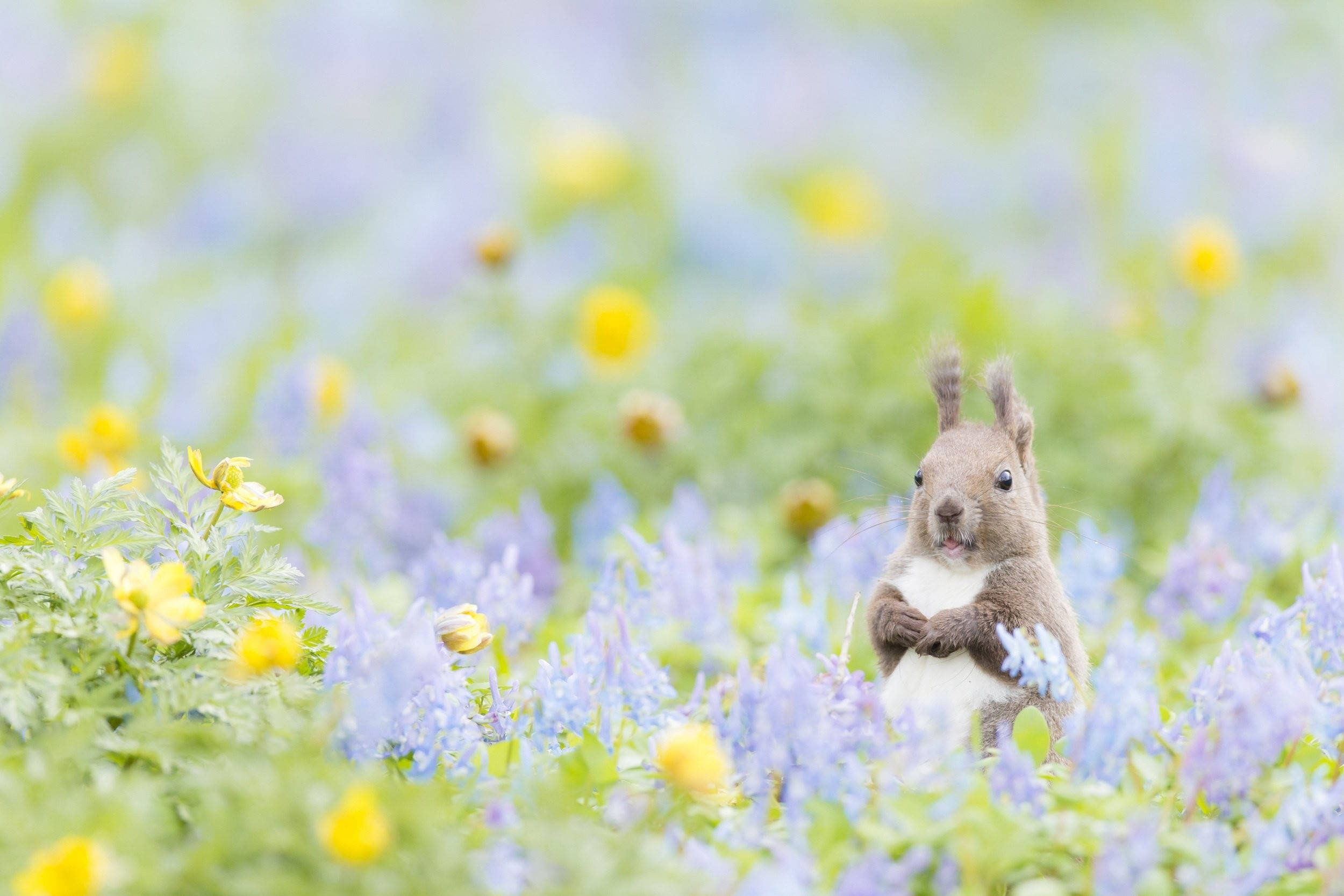 Squirrel Mwekundu Mzuri wa Spring Picha ya Ukuta