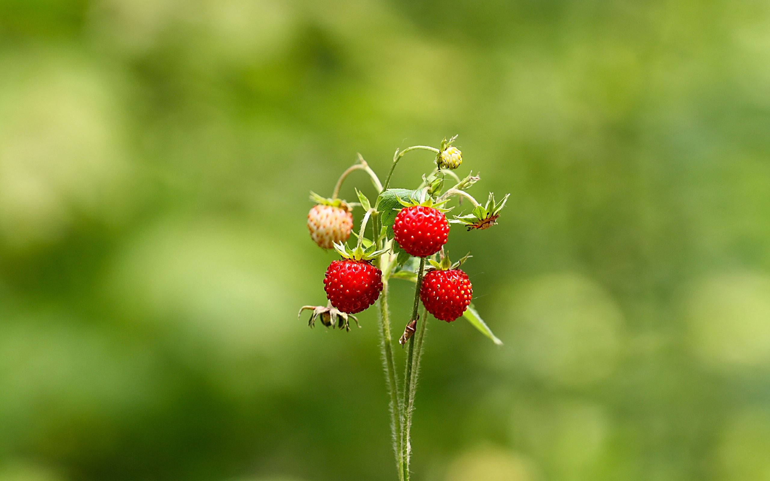 Strawberries za Majira ya Kuchacha, Mwenye Rangi na Mwanga, Mwanga wa Mwanga Picha ya Ukuta