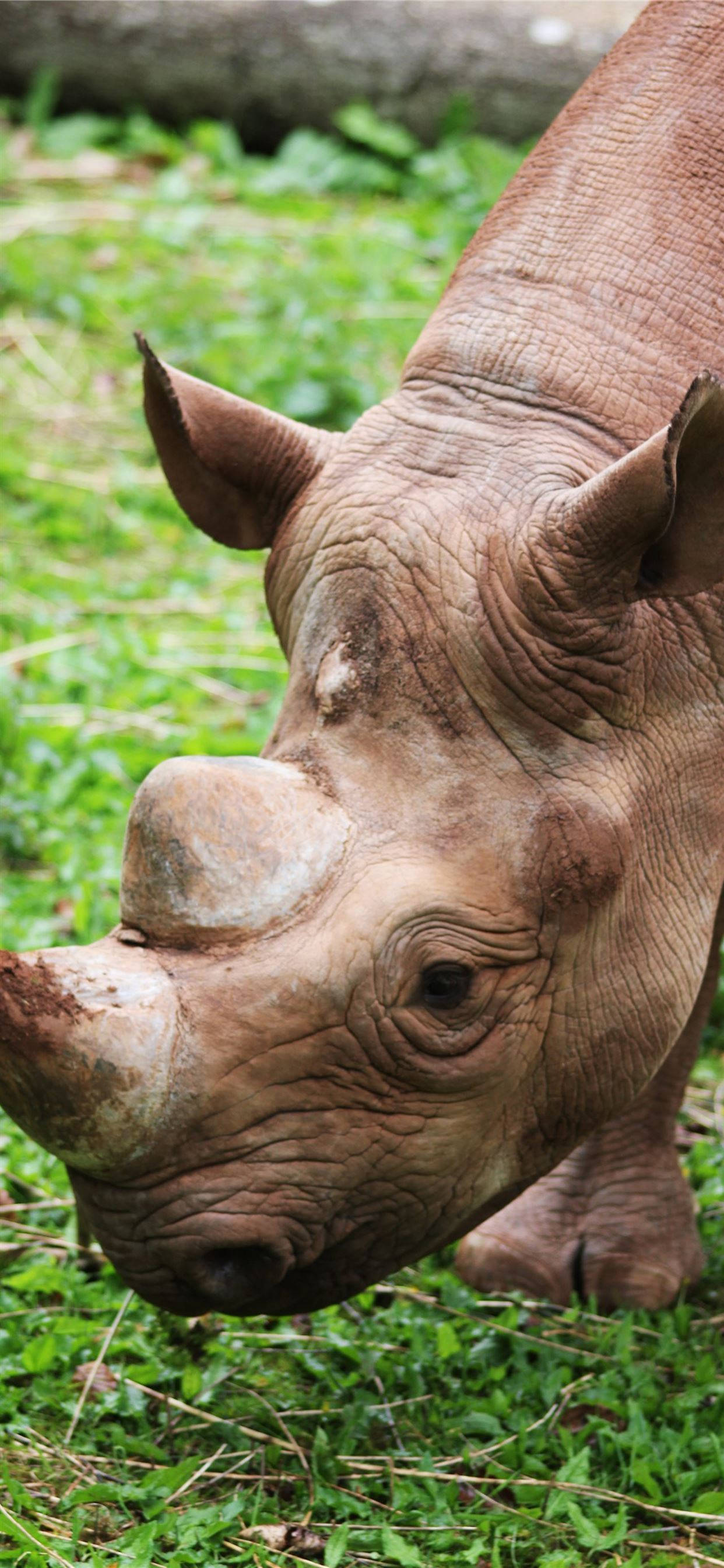 Sumatran Rhinoceros Picha ya Ukuta