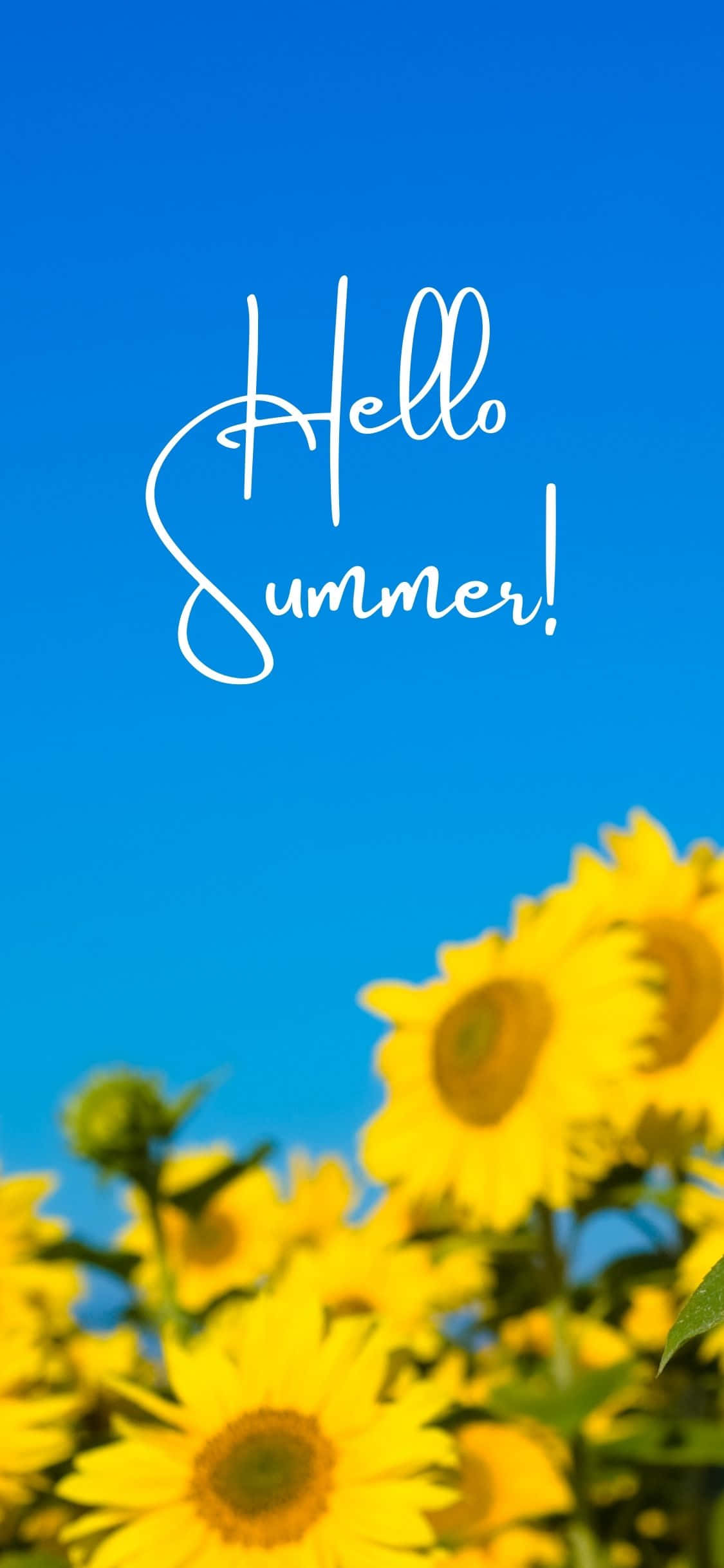 Sunflowers iPhone X Summer Background Picha ya Ukuta