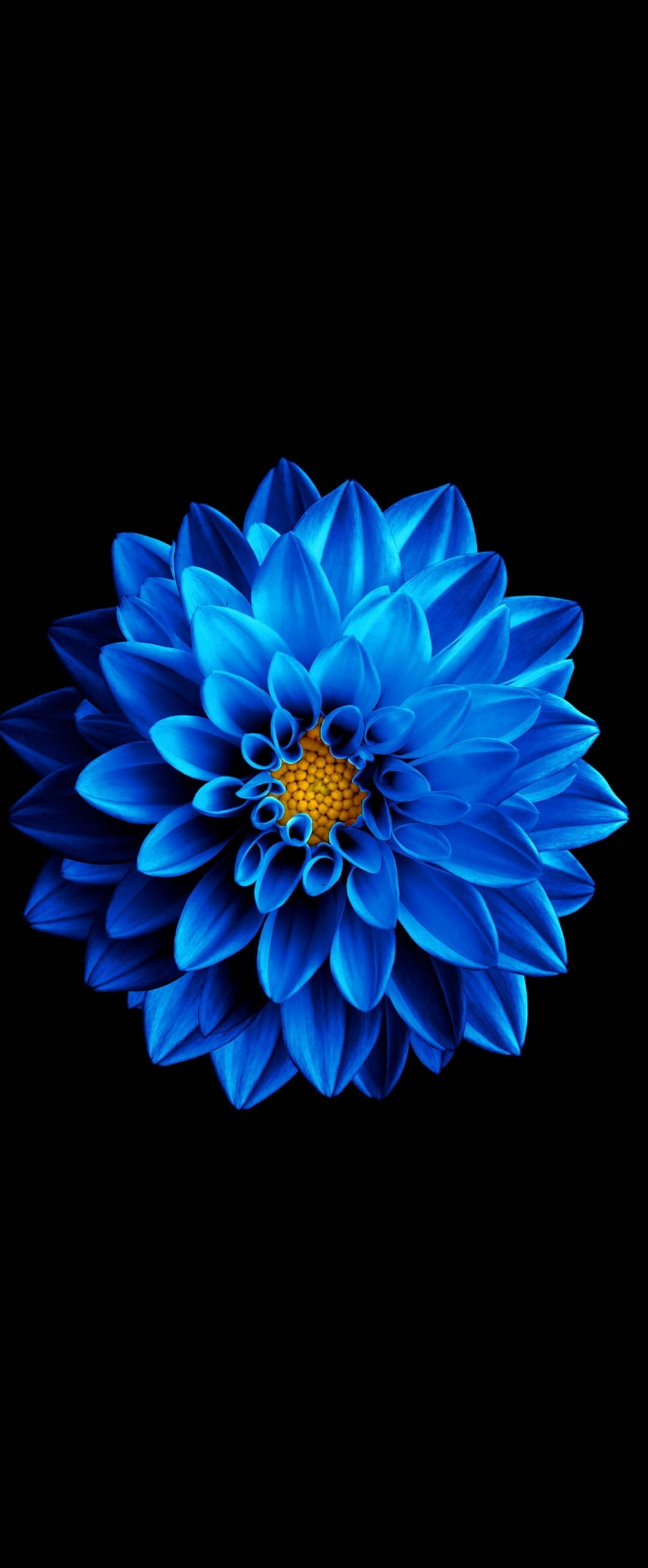 Super AMOLED Zinnia Bluu Picha ya Ukuta