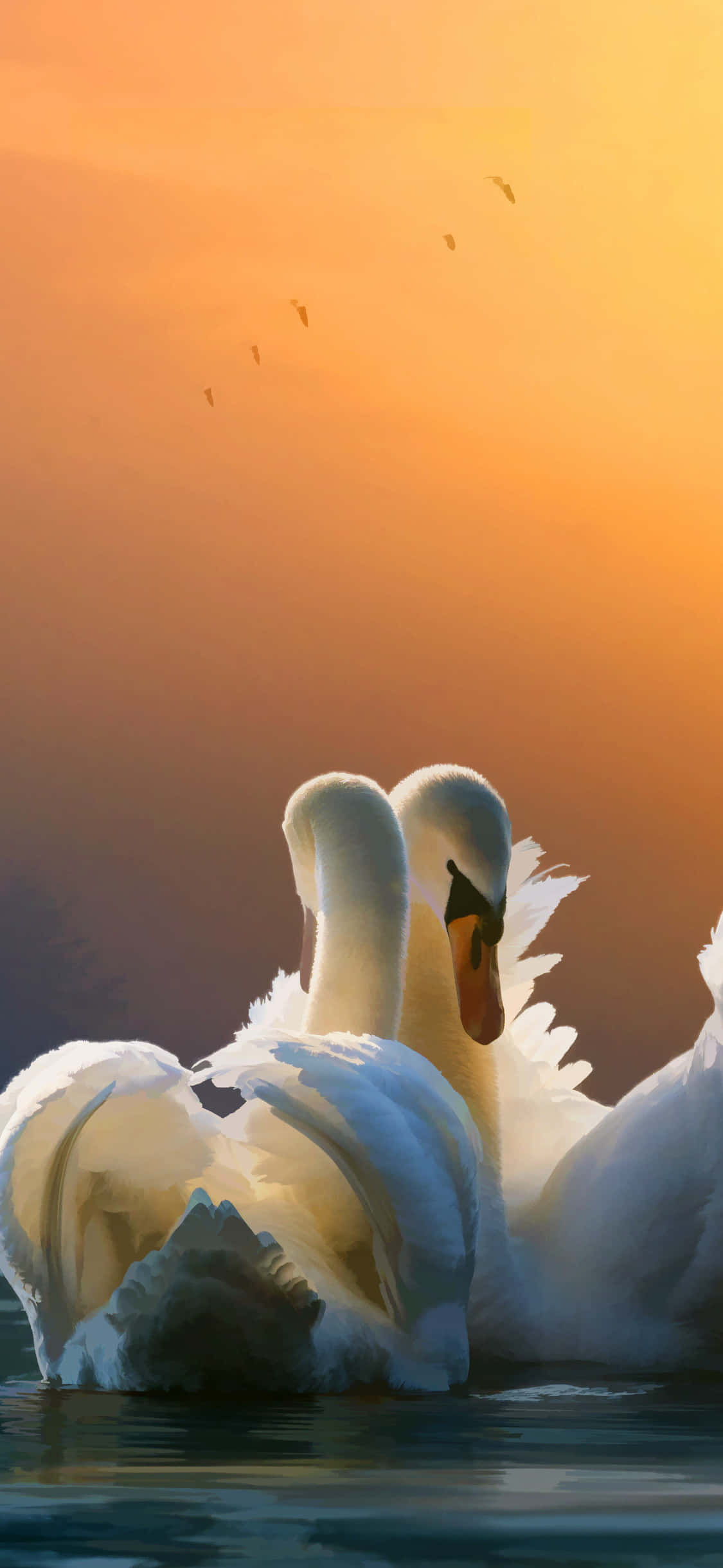 Swan Mating Dance On Sunset Picture Picha ya Ukuta