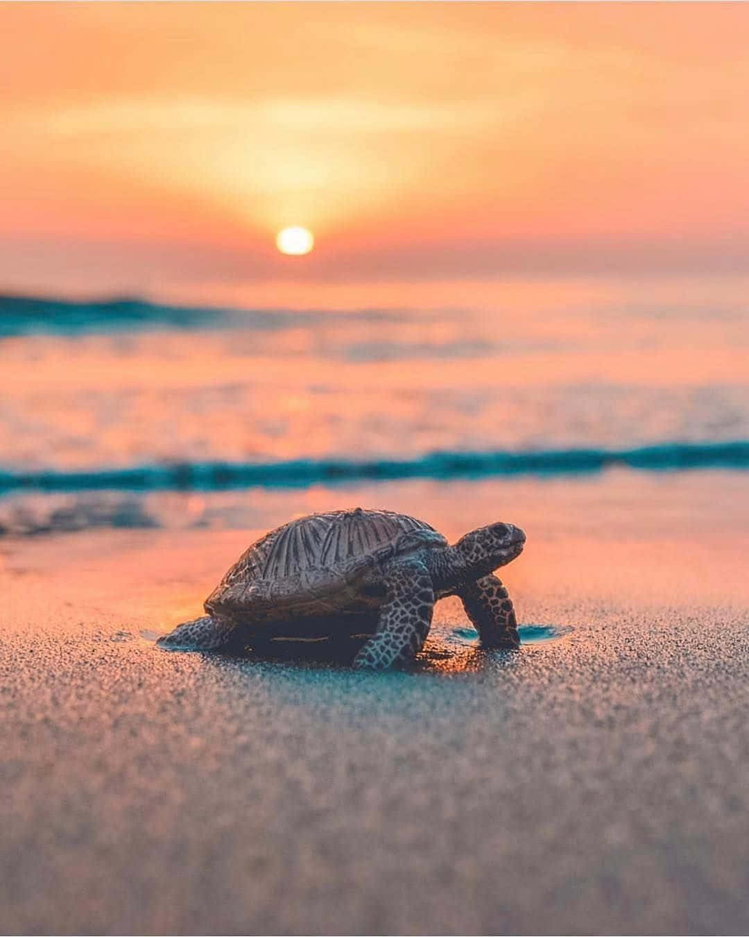 Tabasamu kubwa na furaha kwenye turtle hii mrembo! Picha ya Ukuta