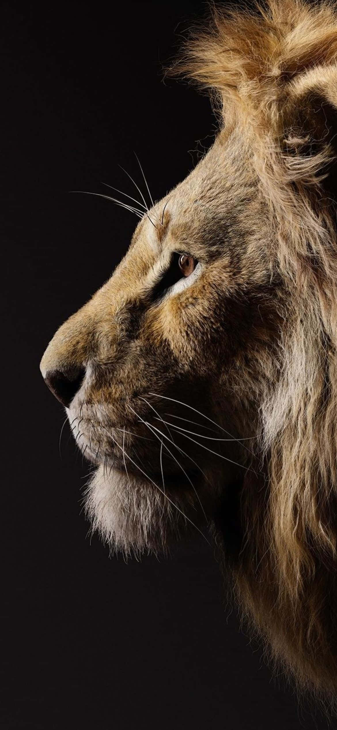 The Majestic King of the Savannah Picha ya Ukuta
