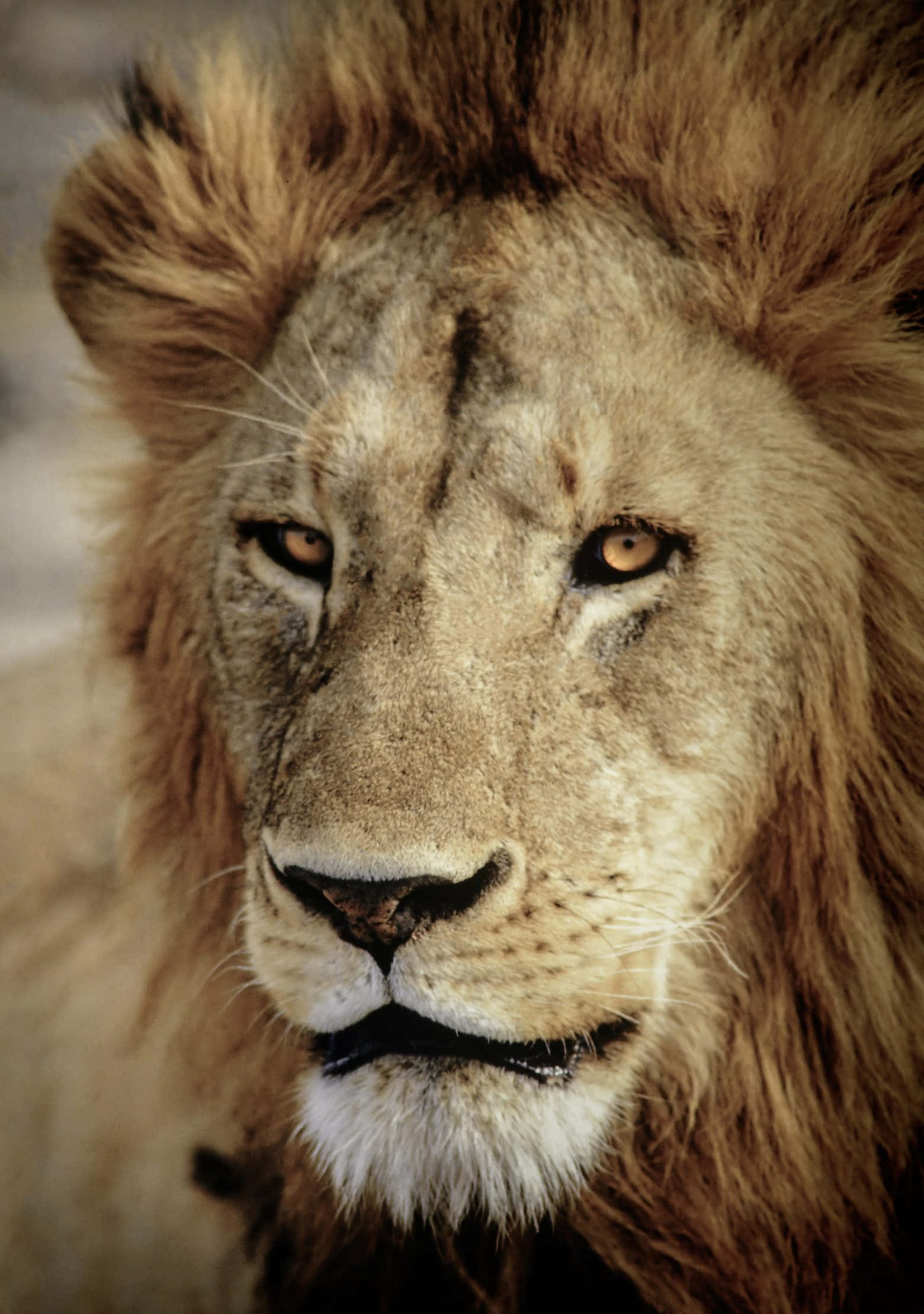 The Majestic Roar of the Lion Picha ya Ukuta