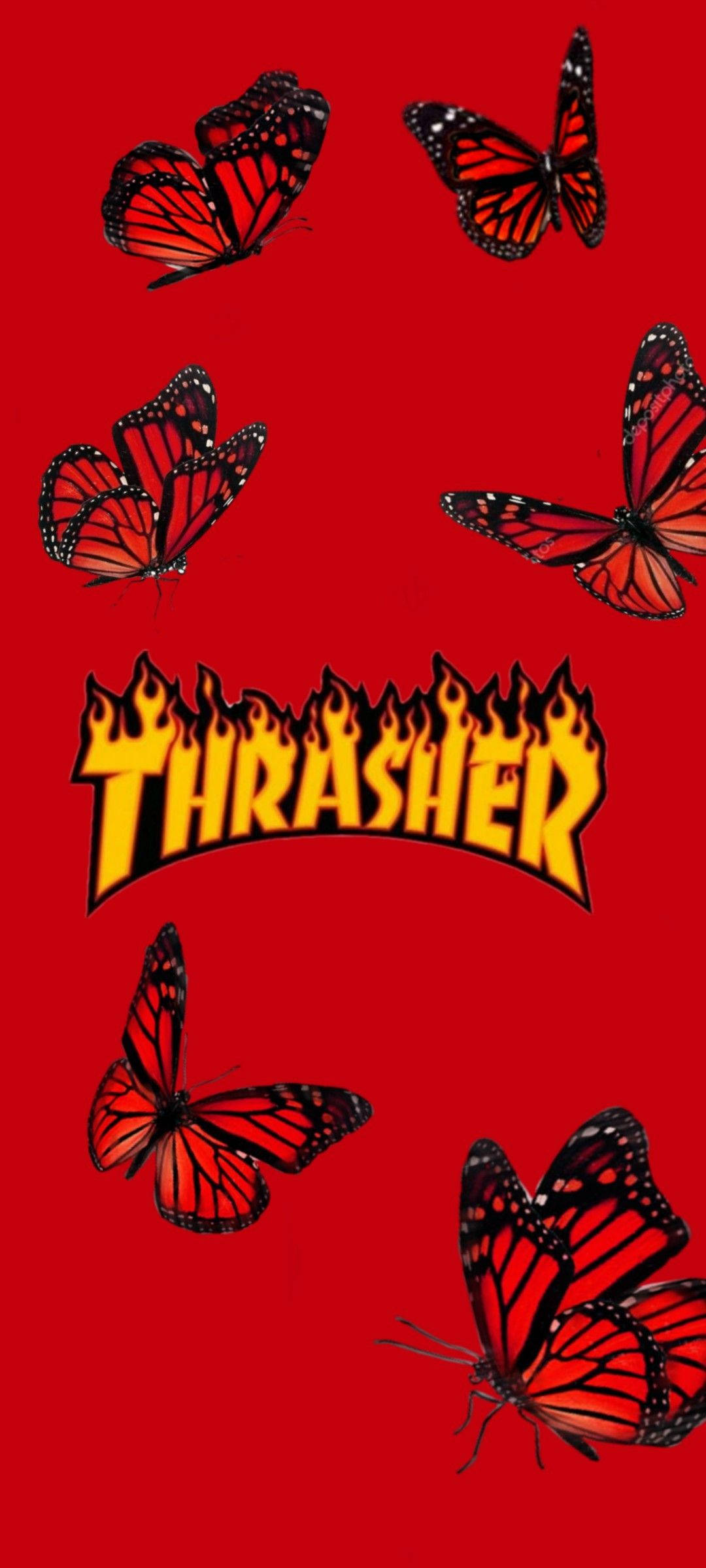 Thrasher Red Butterflies Picha ya Ukuta