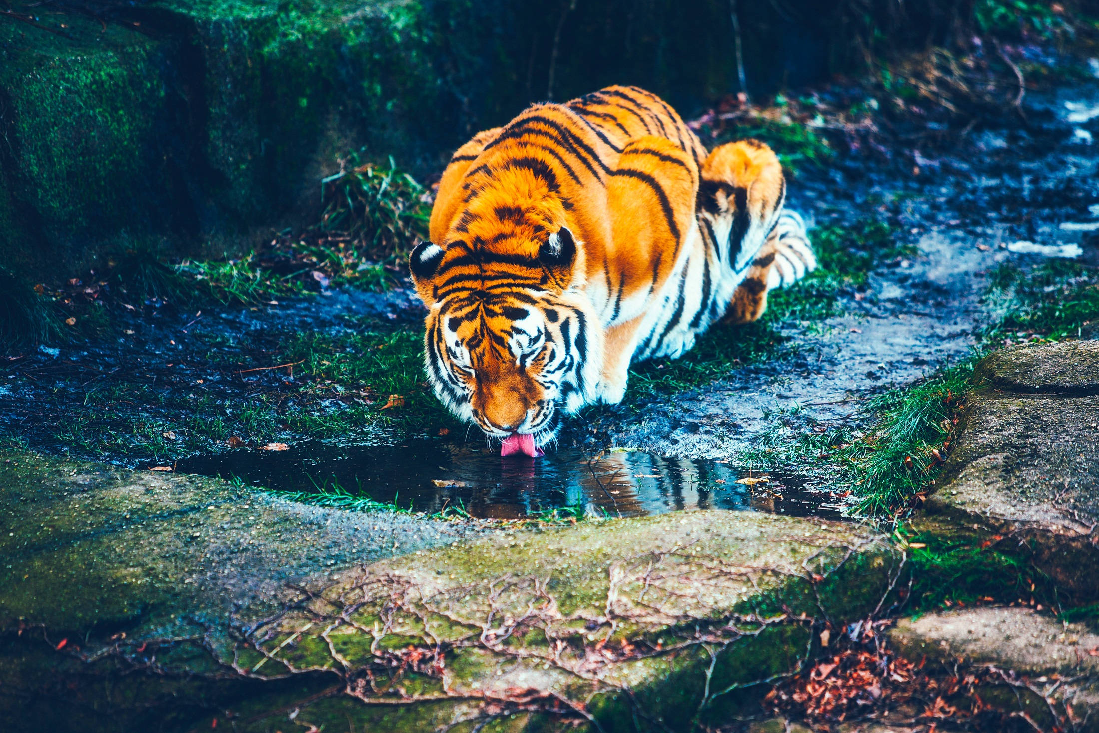 Tiger Akinywa Maji Safi Katika Makazi Yake ya Asili Picha ya Ukuta