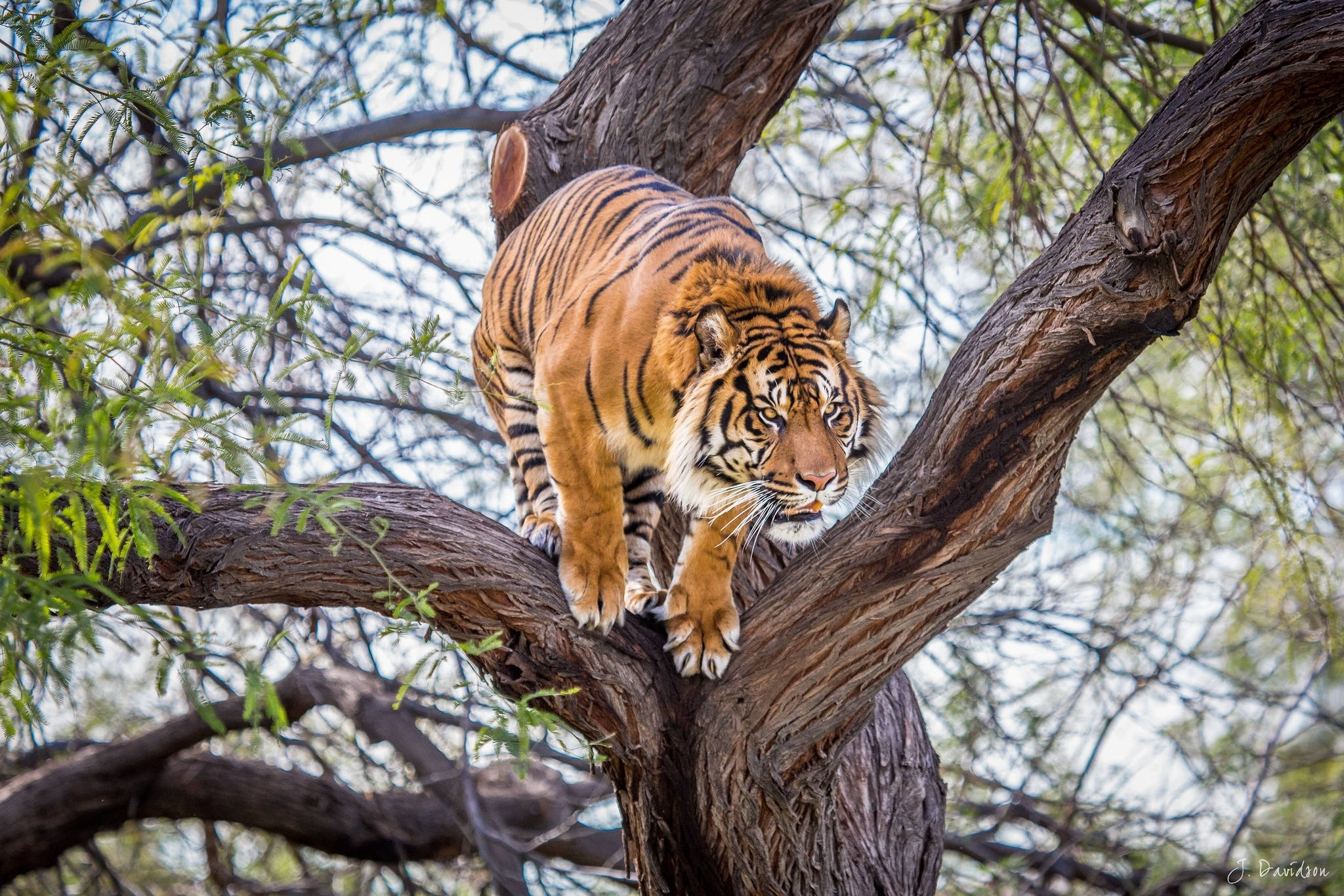 Tiger Anaruka Miongoni mwa Miti Picha ya Ukuta