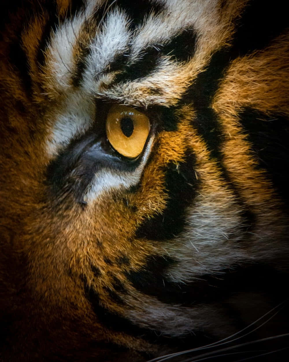 Tiger Majestic katika Makazi Yake ya Asili Picha ya Ukuta