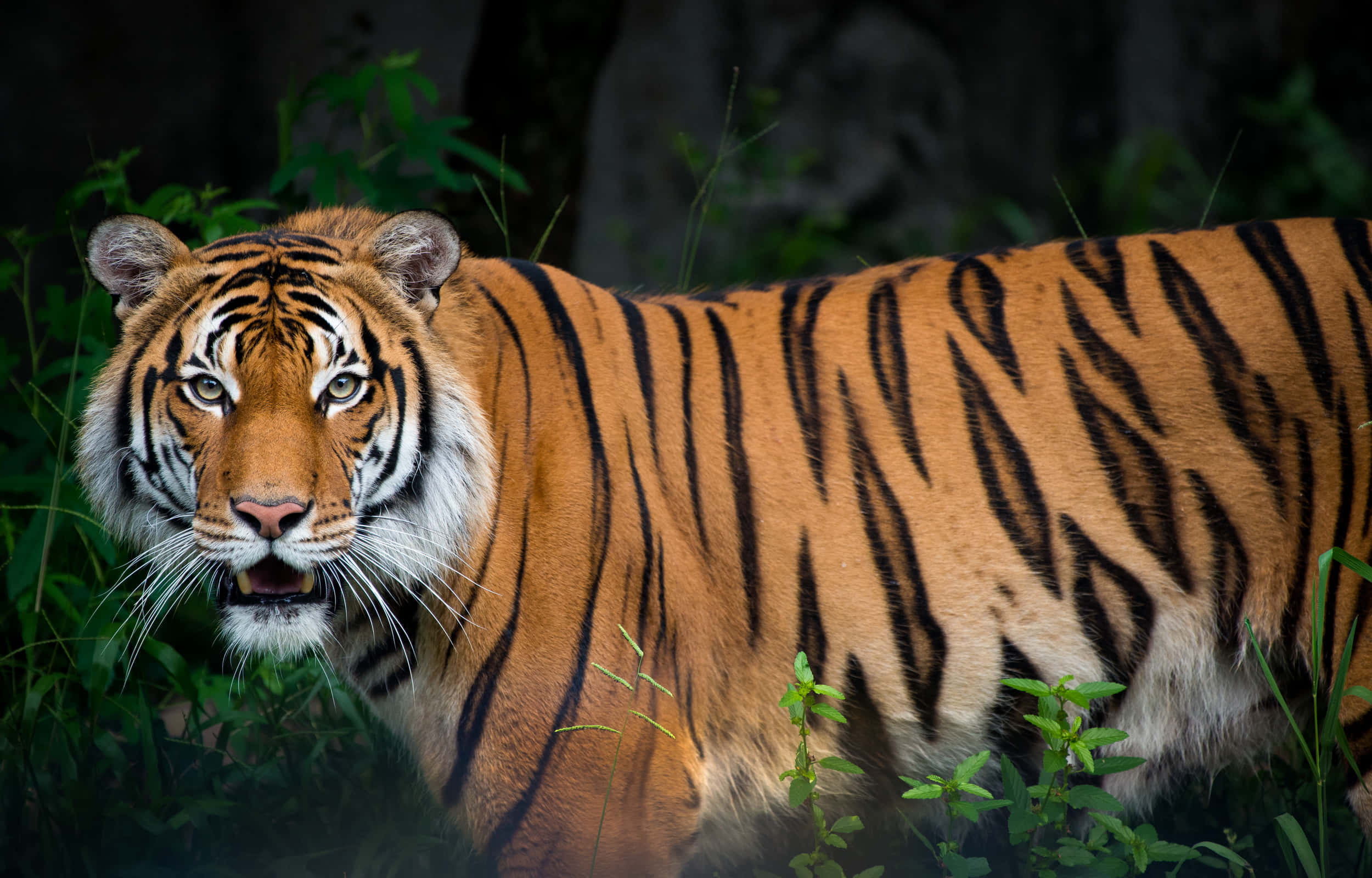 Tiger mkuu akijistarehesha kwenye jua Picha ya Ukuta