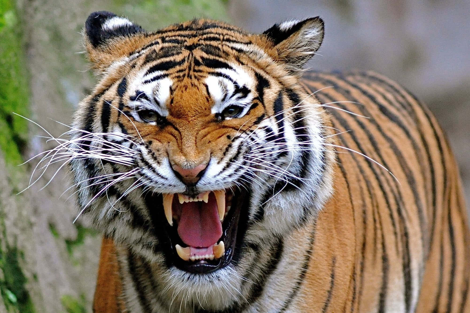 Tiger Mkuu Katika Jimbo Picha ya Ukuta