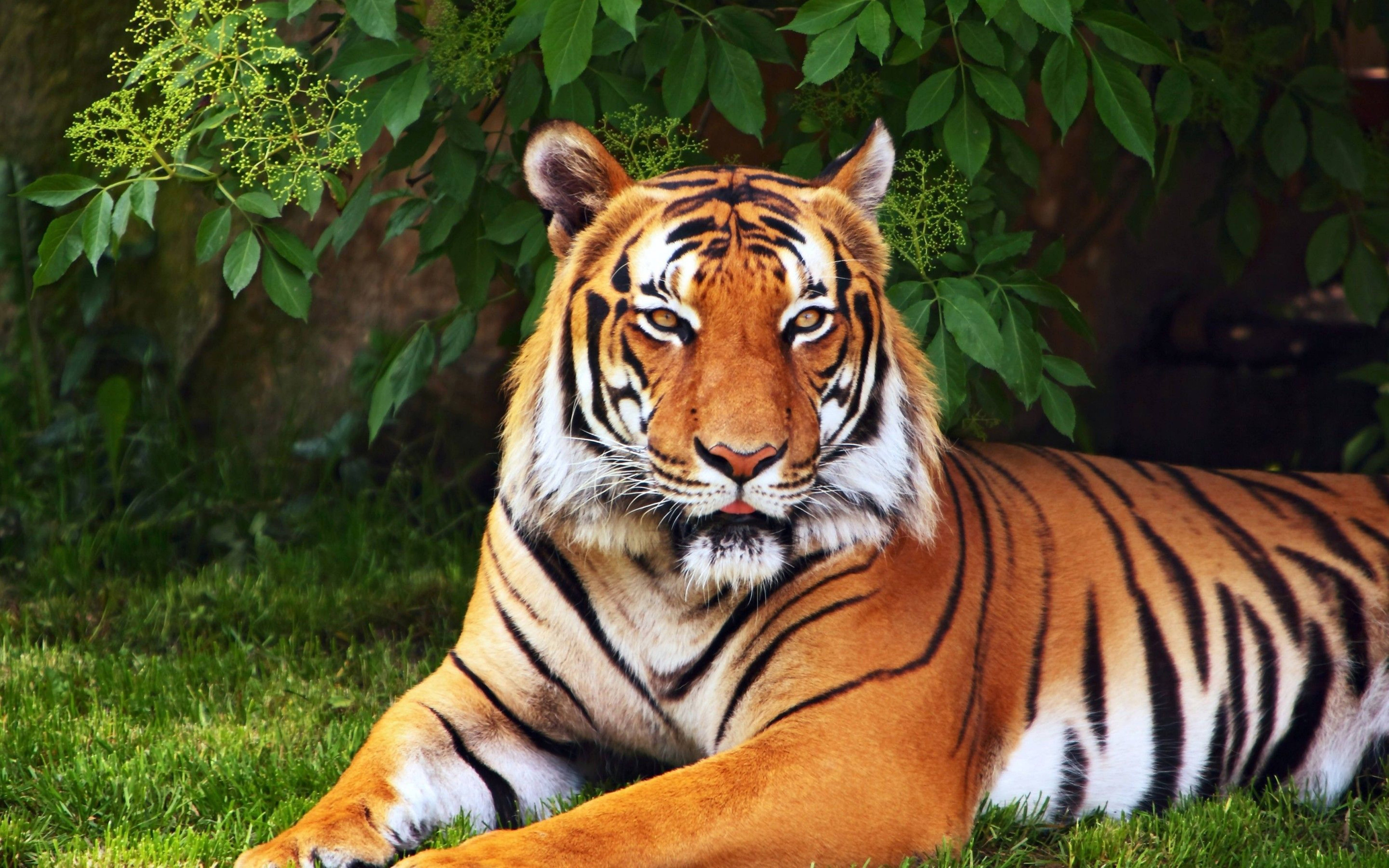 Tiger Mrembo wa 8K UHD Picha ya Ukuta