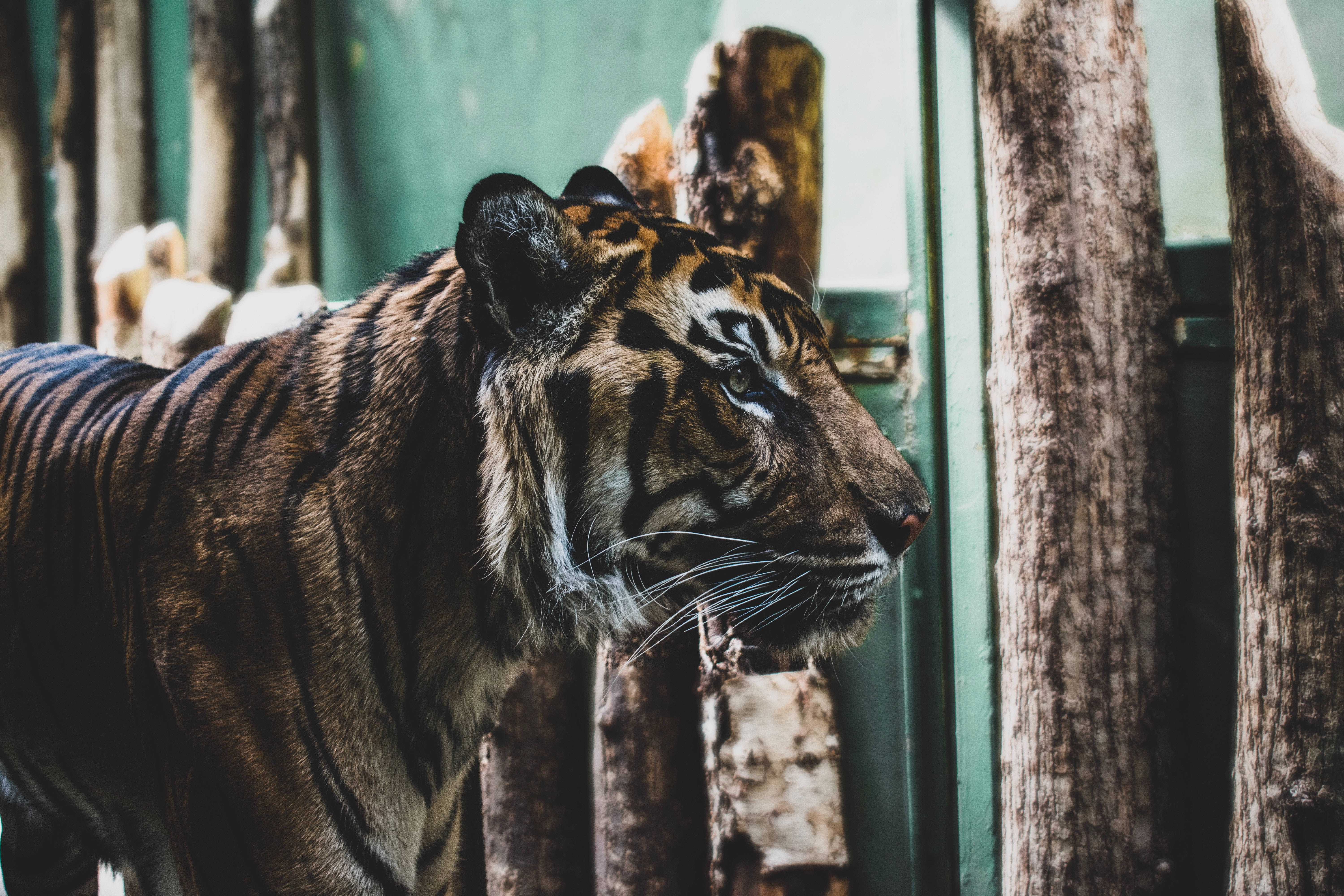 Tiger Mwaminifu HD Kwenye Kifungo Picha ya Ukuta