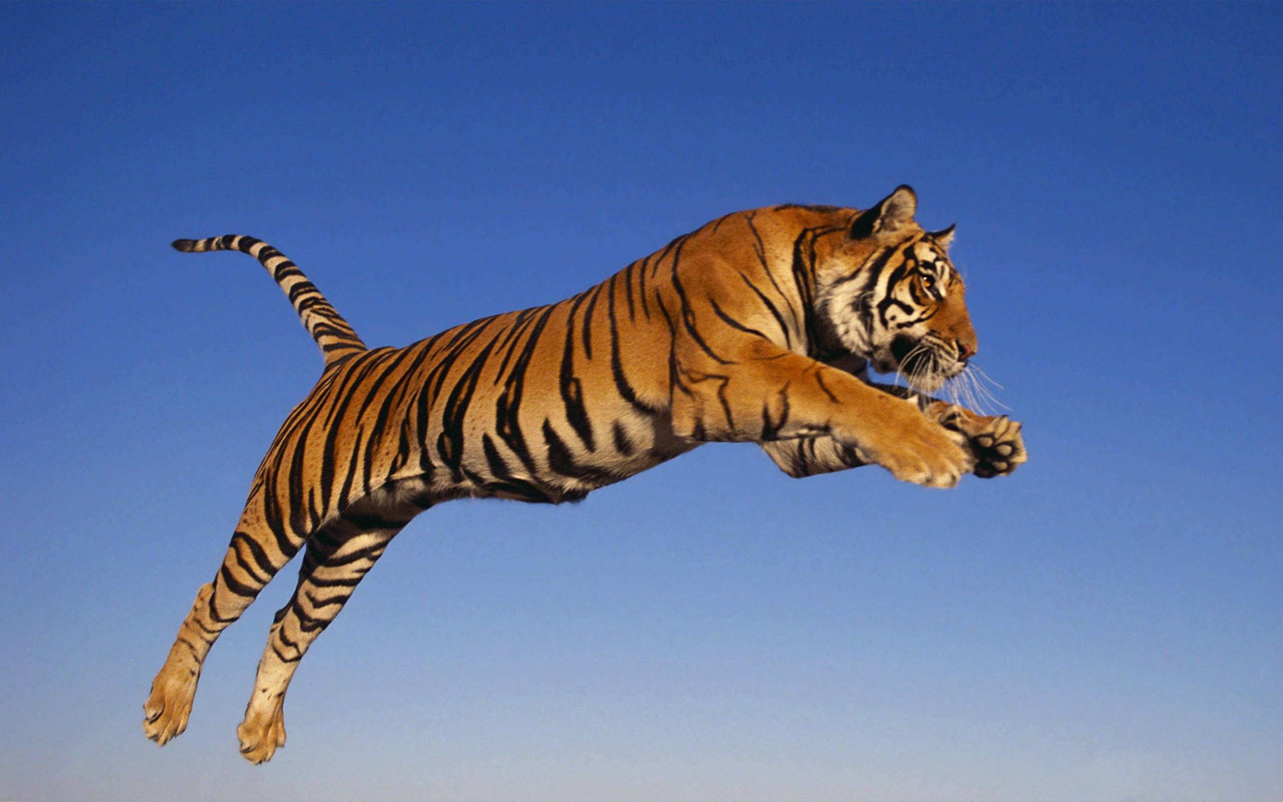 Tiger Mwenye Fahari Anaruka Katika Savannah Picha ya Ukuta