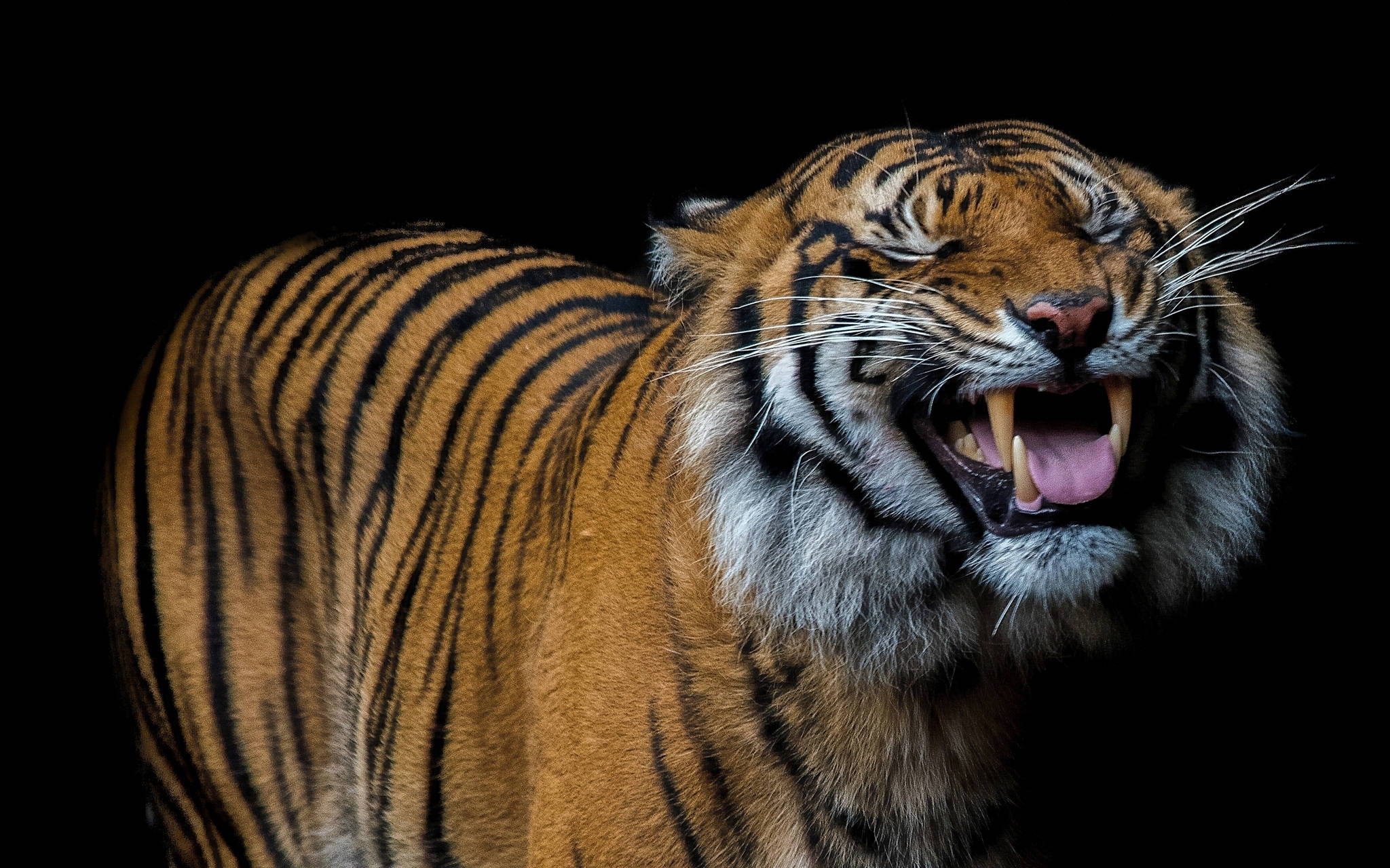 Tiger Mwenye Furaha Anamtabasamu Kamera Picha ya Ukuta