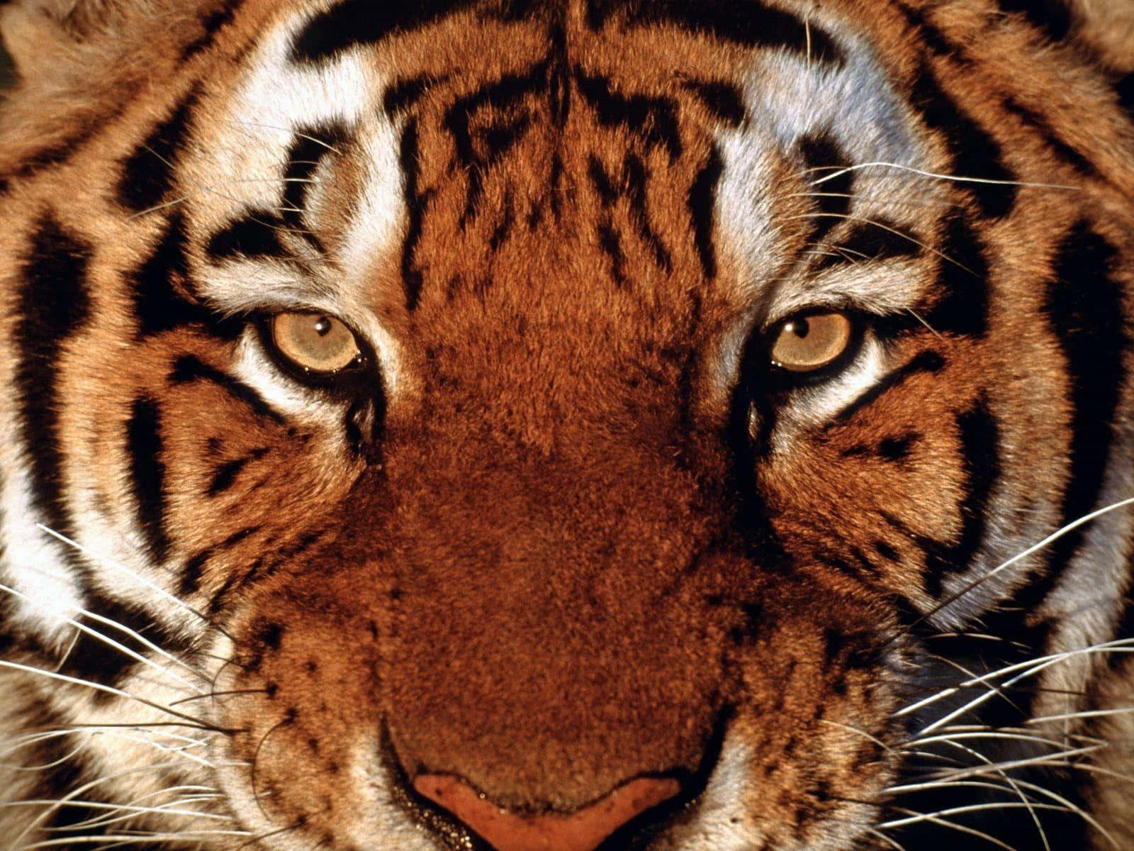 Tiger mwenyezi mwenye uwezo katika mazingira yake ya asili Picha ya Ukuta