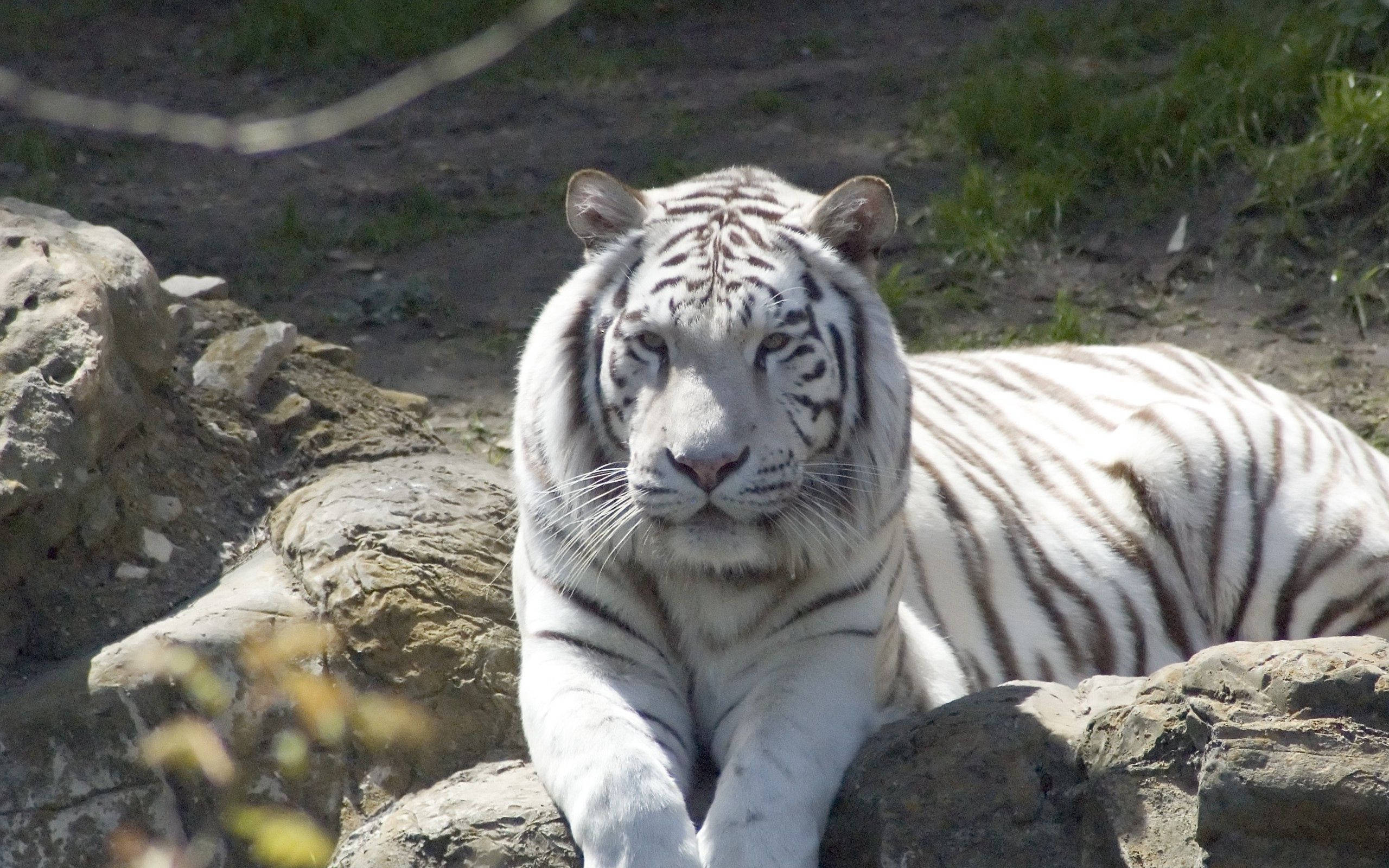 Tiger Mweupe Albino Mwenye Kifalme Akiwa Amekaa Juu ya Mwamba Picha ya Ukuta