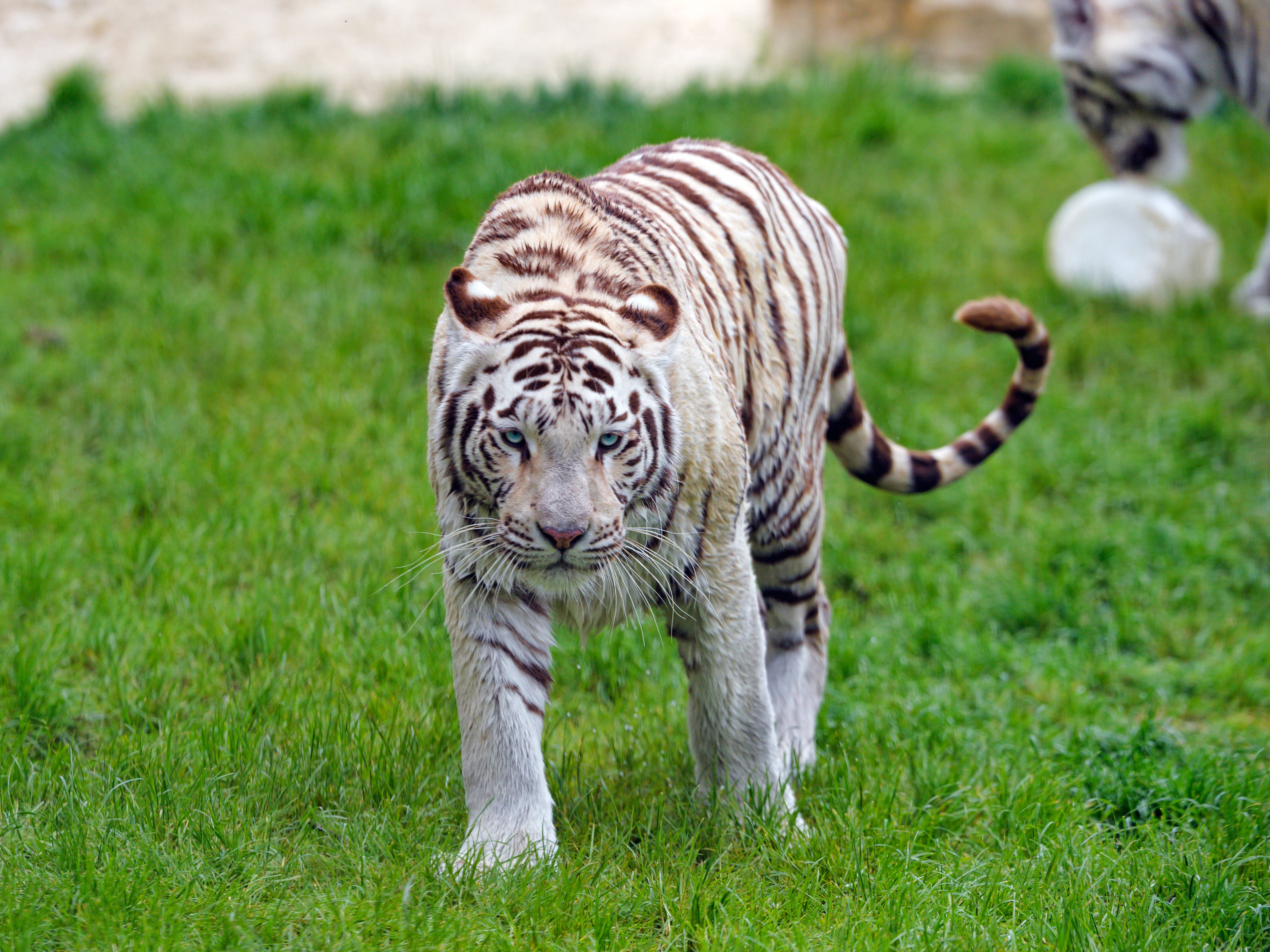 Tiger Mweupe Anayetembea Kwa Ustarahe Katika Nyasi Picha ya Ukuta