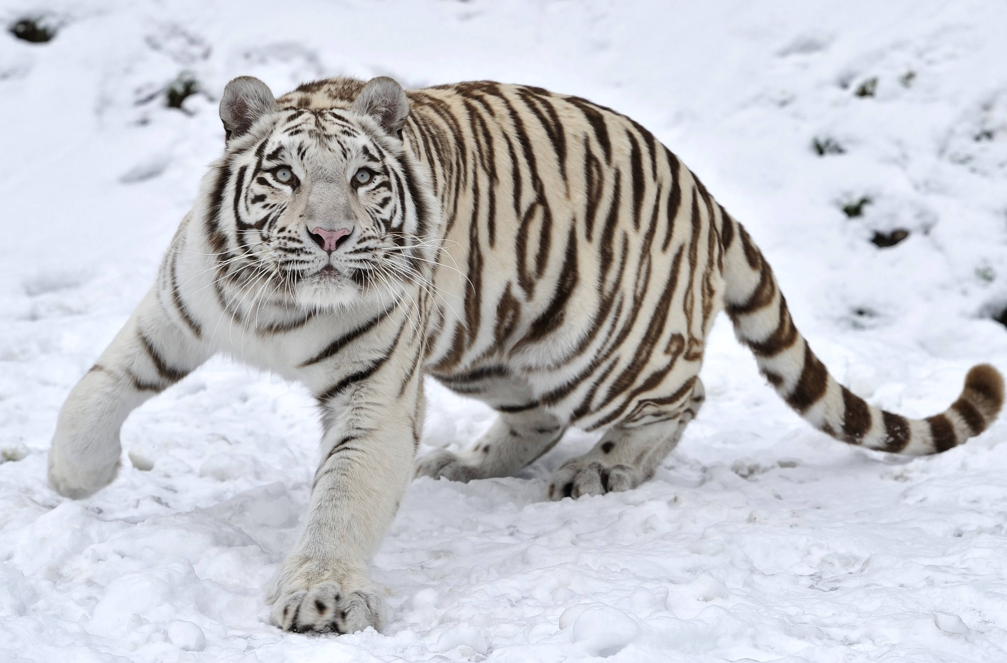 Tiger Mweupe Katika Ajabu ya Majira ya Baridi Picha ya Ukuta