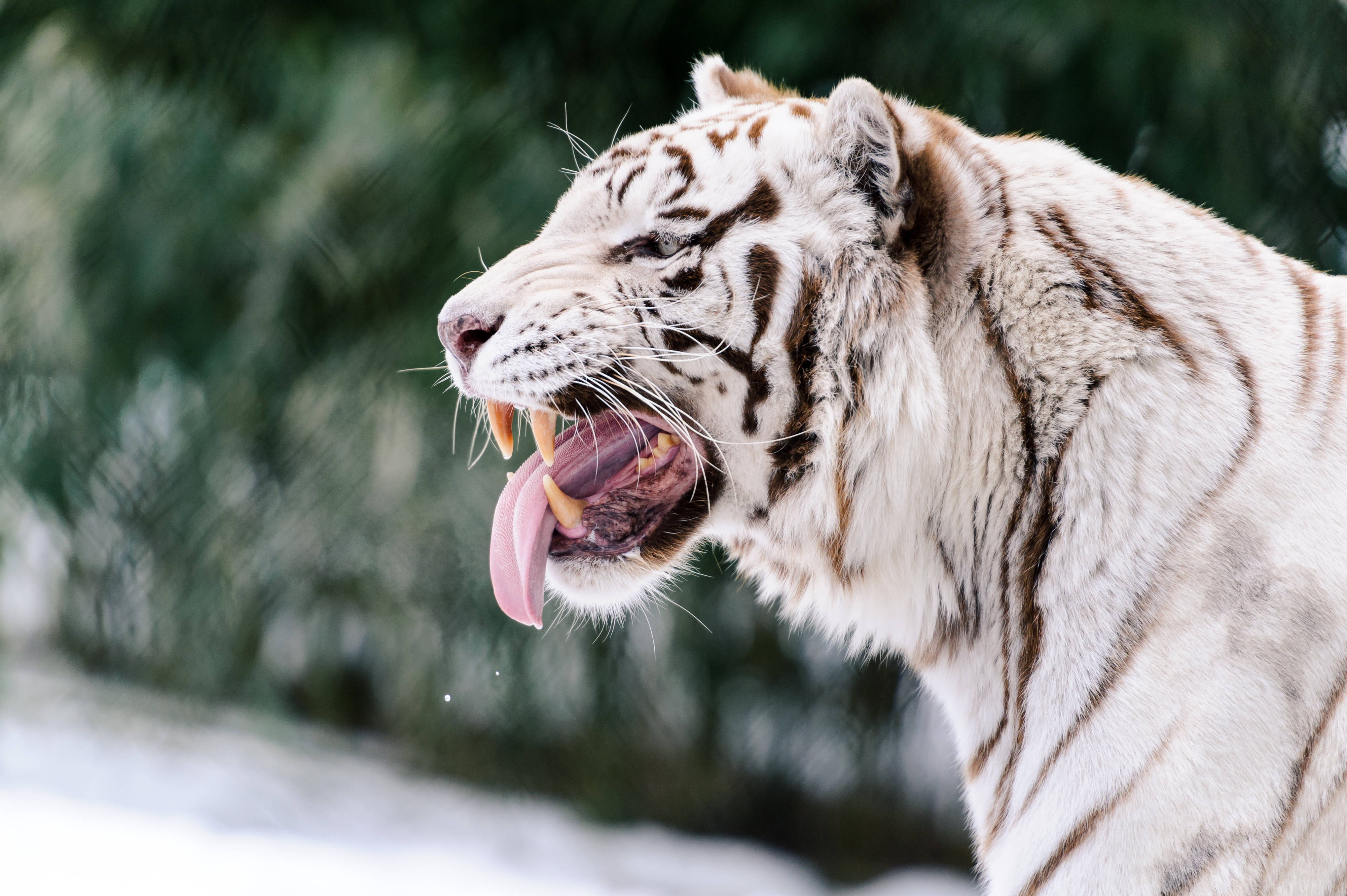 Tiger Mweupe Mkali Picha ya Ukuta