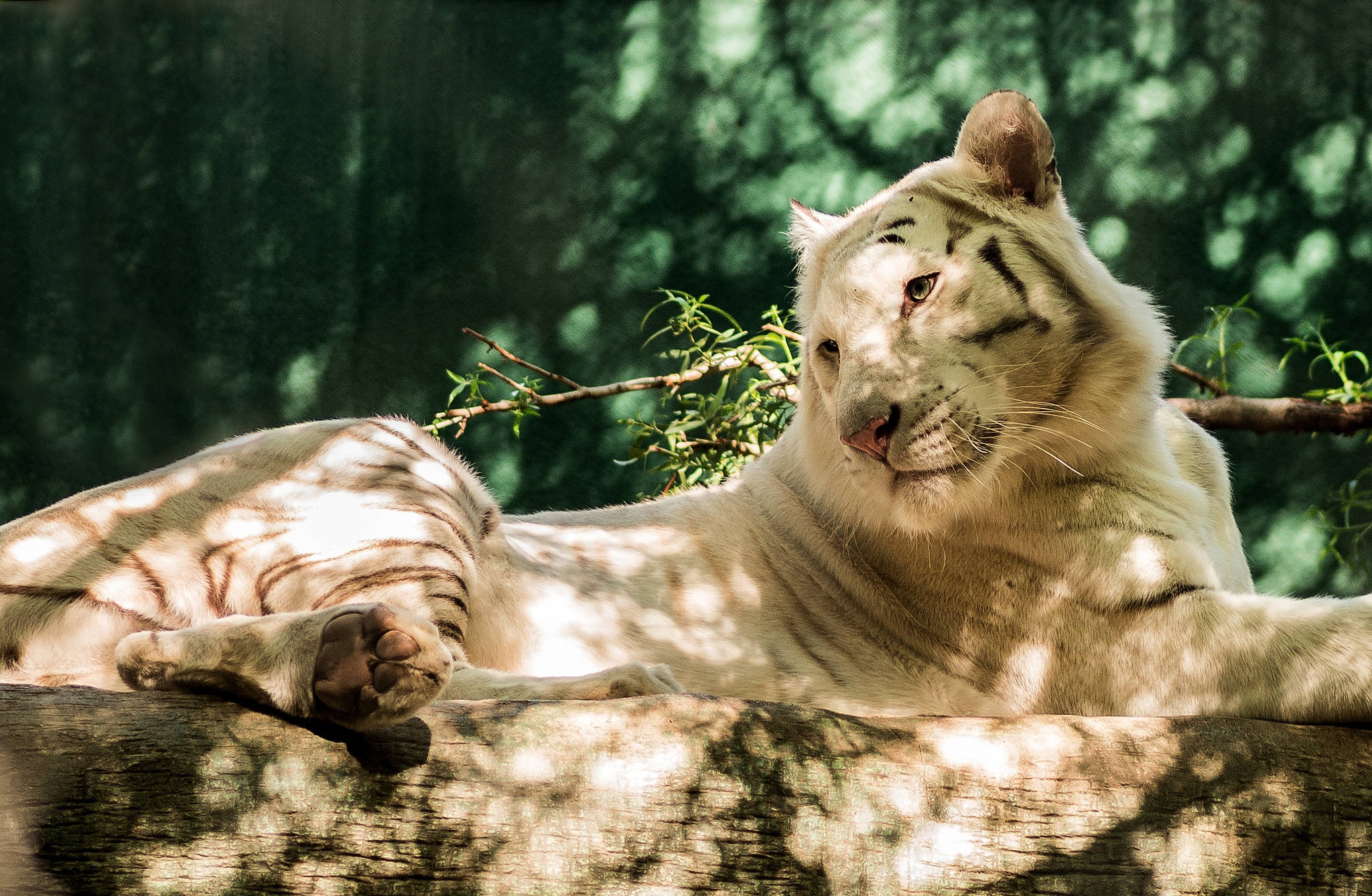 Tiger Mweupe Mkuu Anajitofautisha na Wengine Picha ya Ukuta