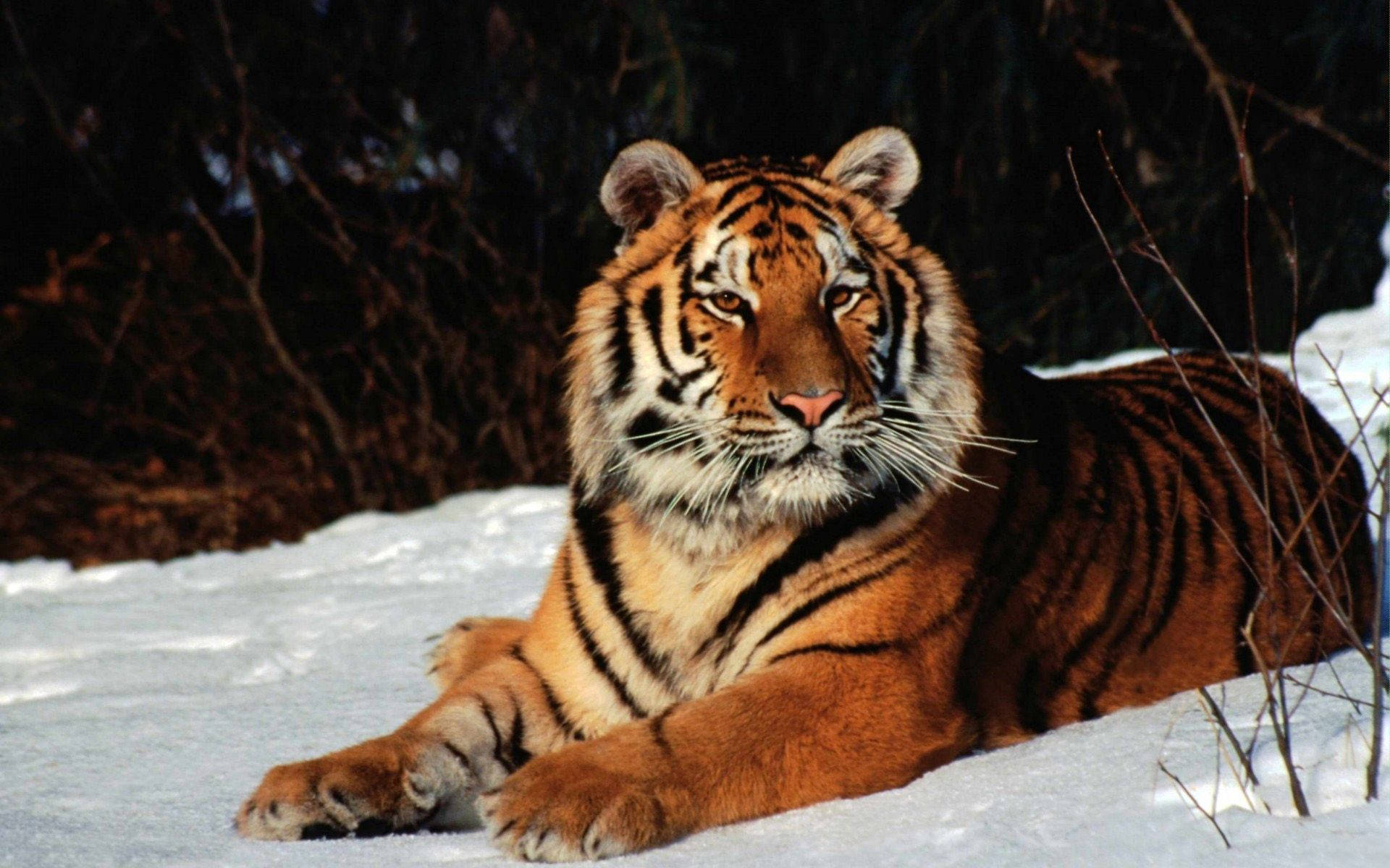 Tiger Mweupe Mwenye Kifalme Akiwa Amejikunyata Kwenye Theluji Picha ya Ukuta
