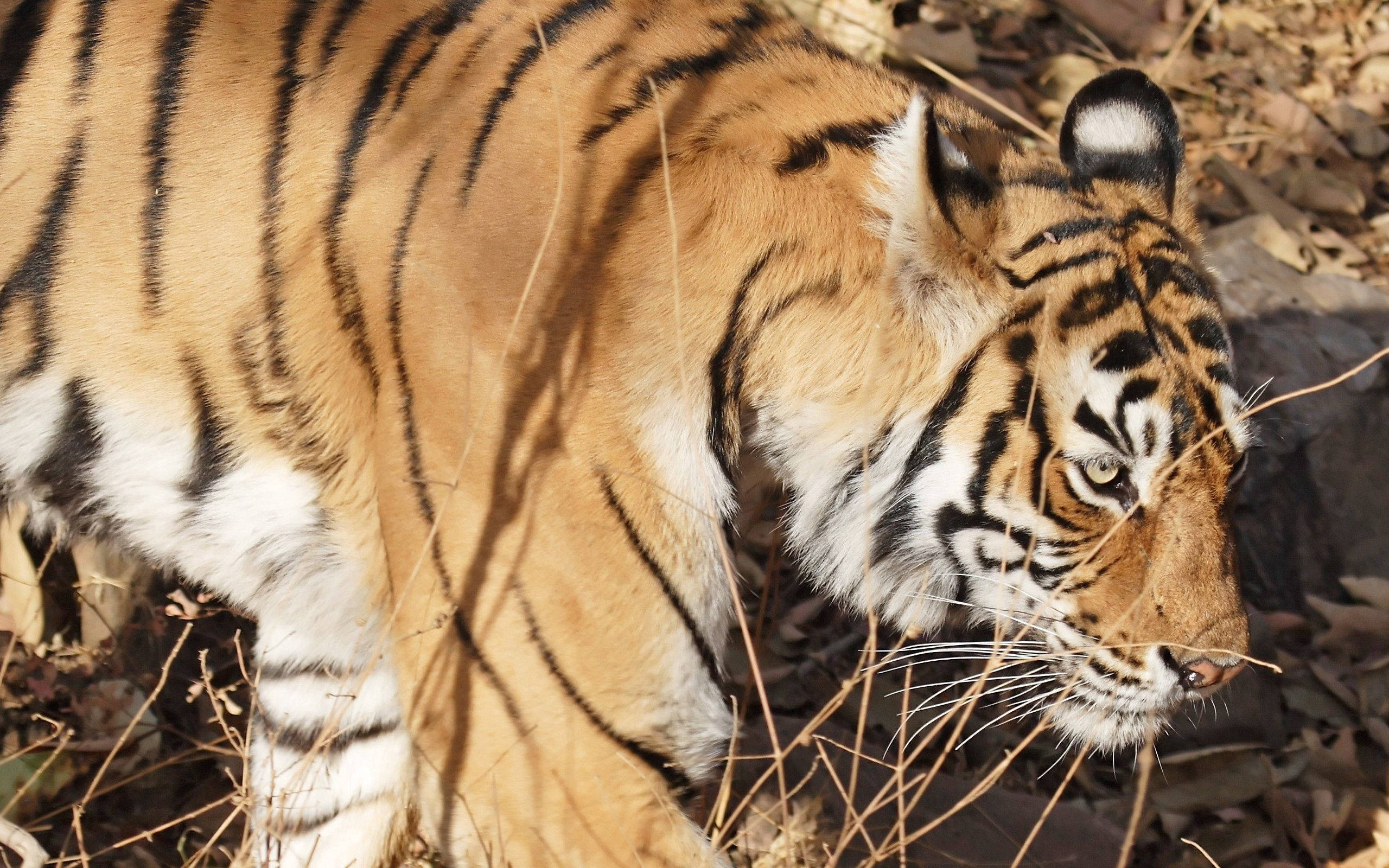 Tiger wa Bengal mwenye fahari akitembea katika makazi yake Picha ya Ukuta