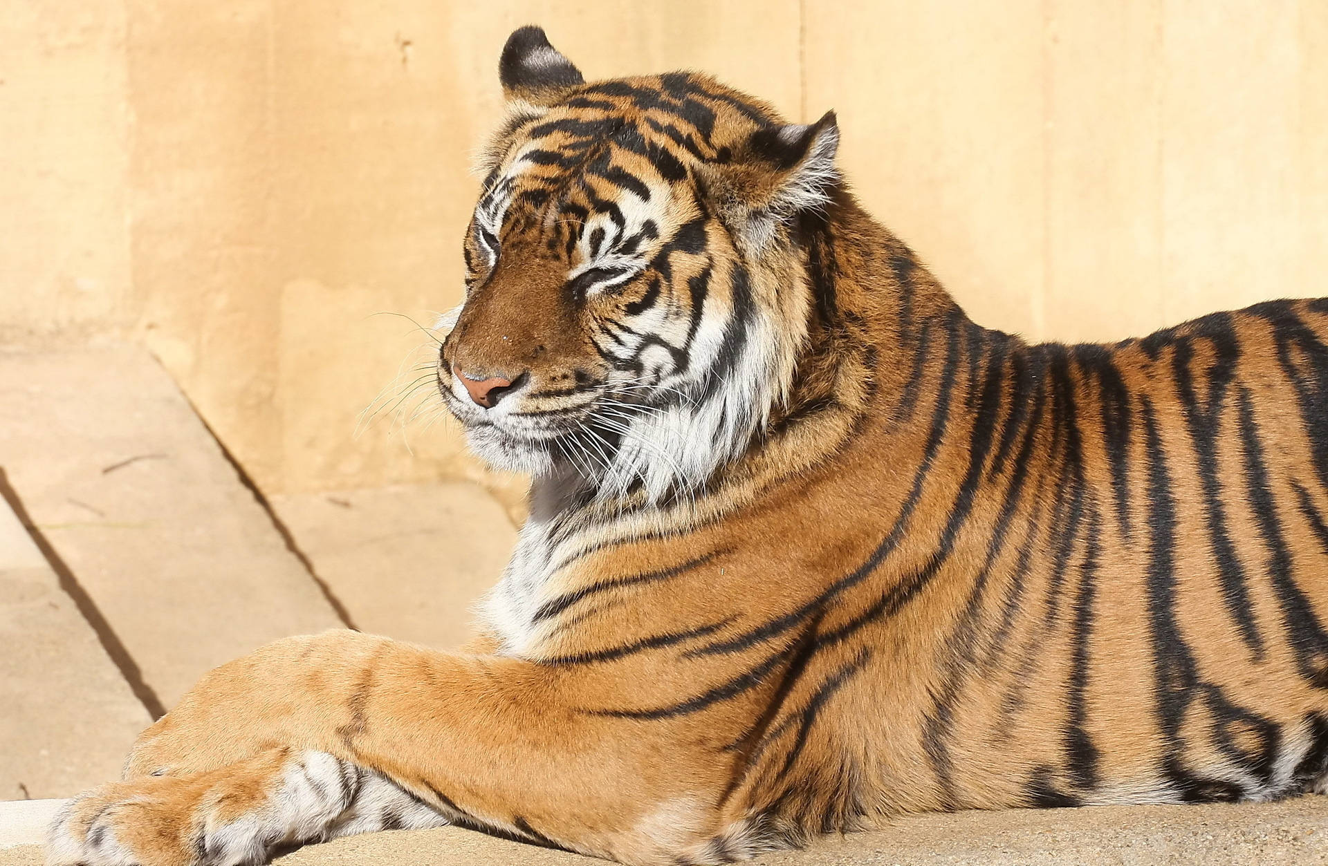 Tiger wa Bengal Mwenye Kustaajabisha Akiwa Amekaa Vizuri Porini Picha ya Ukuta
