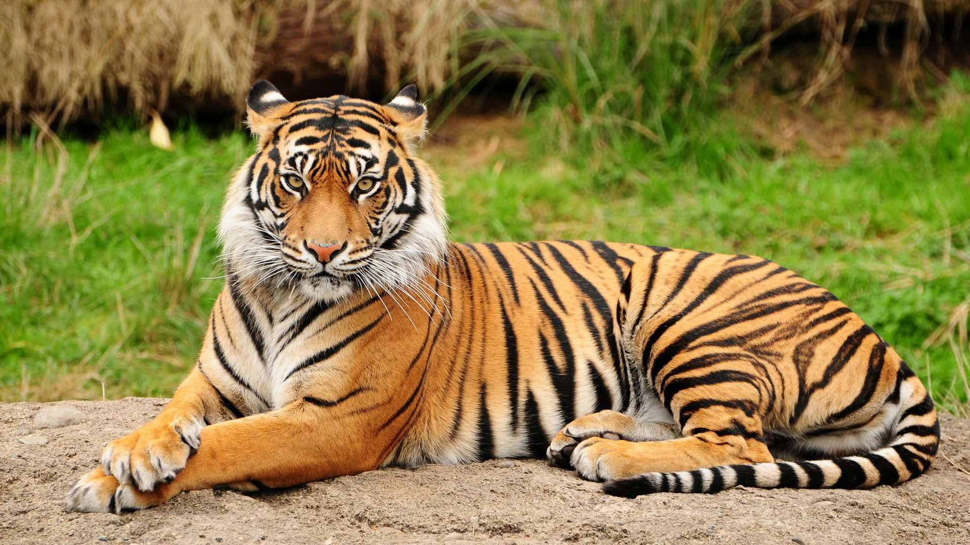 Tiger wa India AmeKaa Juu ya Nyasi Picha ya Ukuta