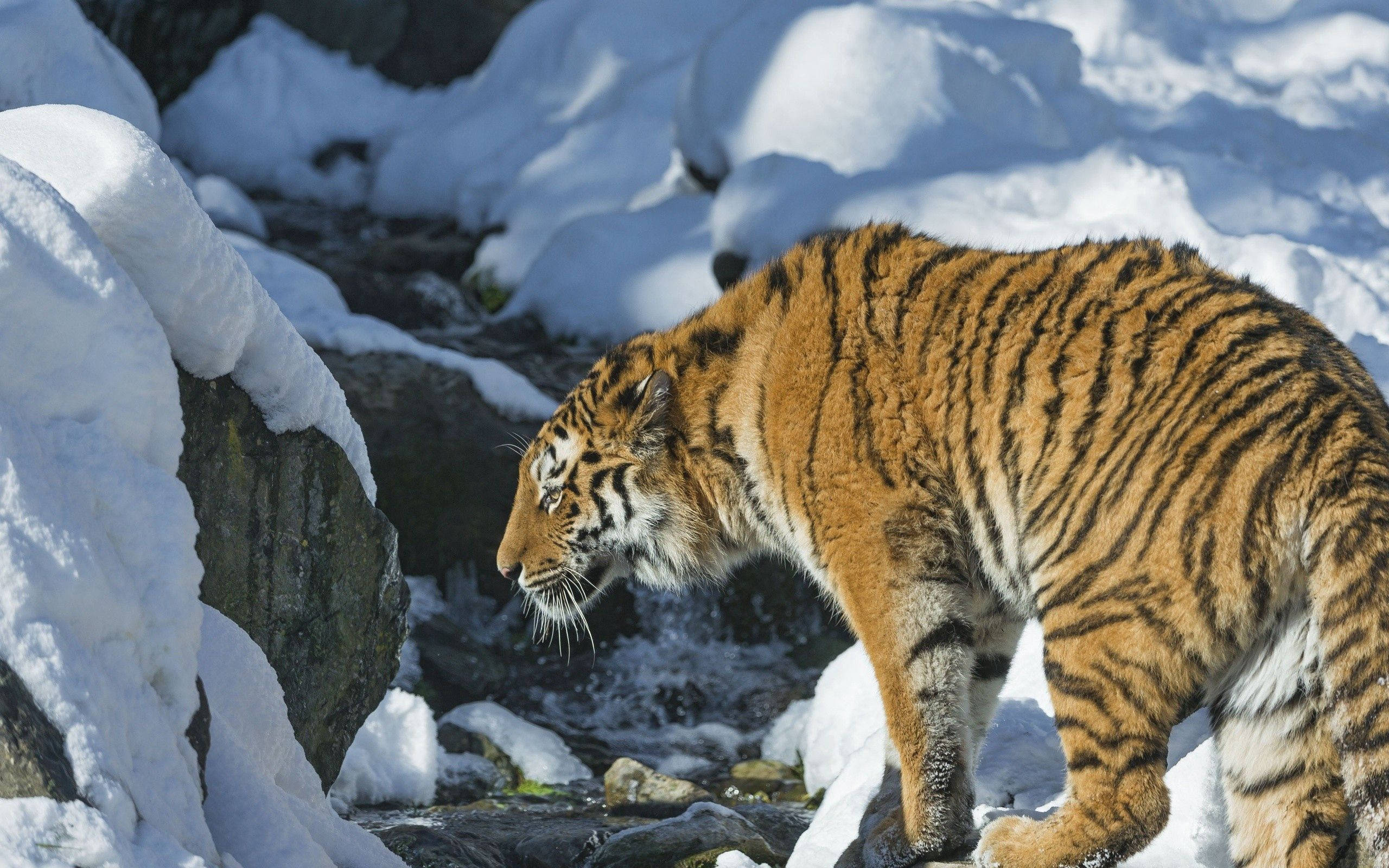Tiger wa Siberia Mwenye Kifalme Akitembea Thelujini Picha ya Ukuta