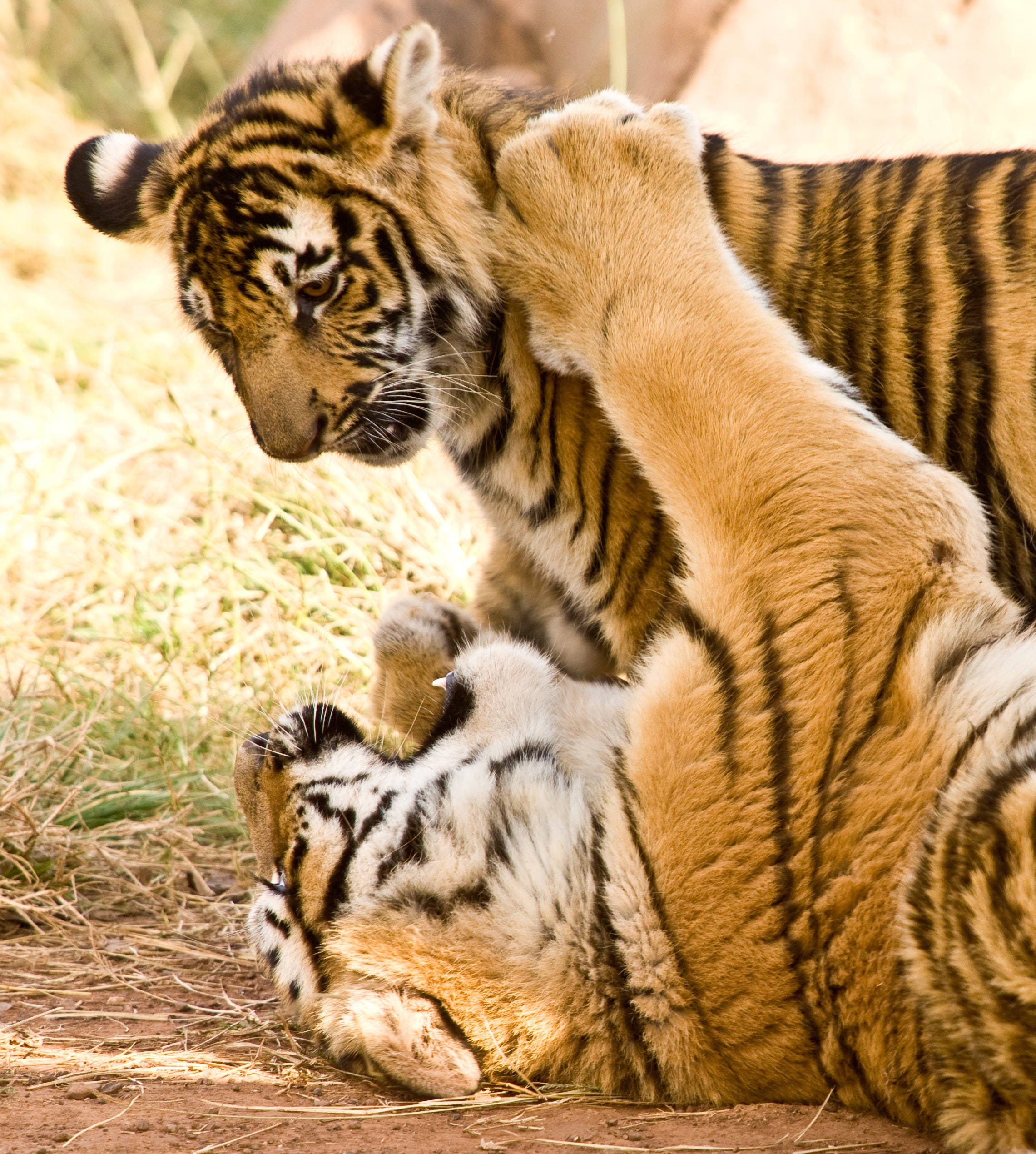 Tiger Wanaoweka Kwa Mchezo iPhone Picha ya Ukuta
