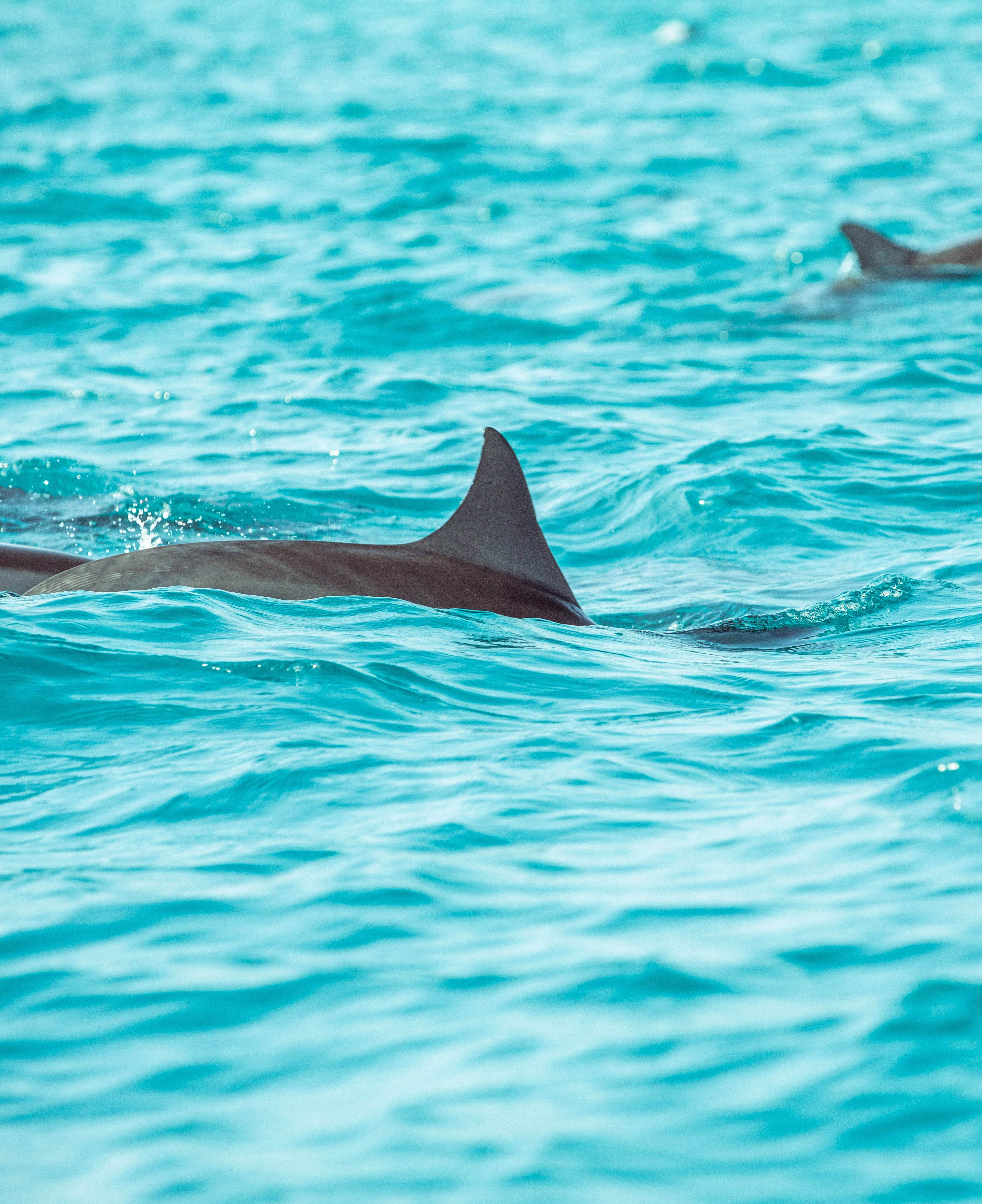 Tiny Dorsal Dolphin Fin Picha ya Ukuta