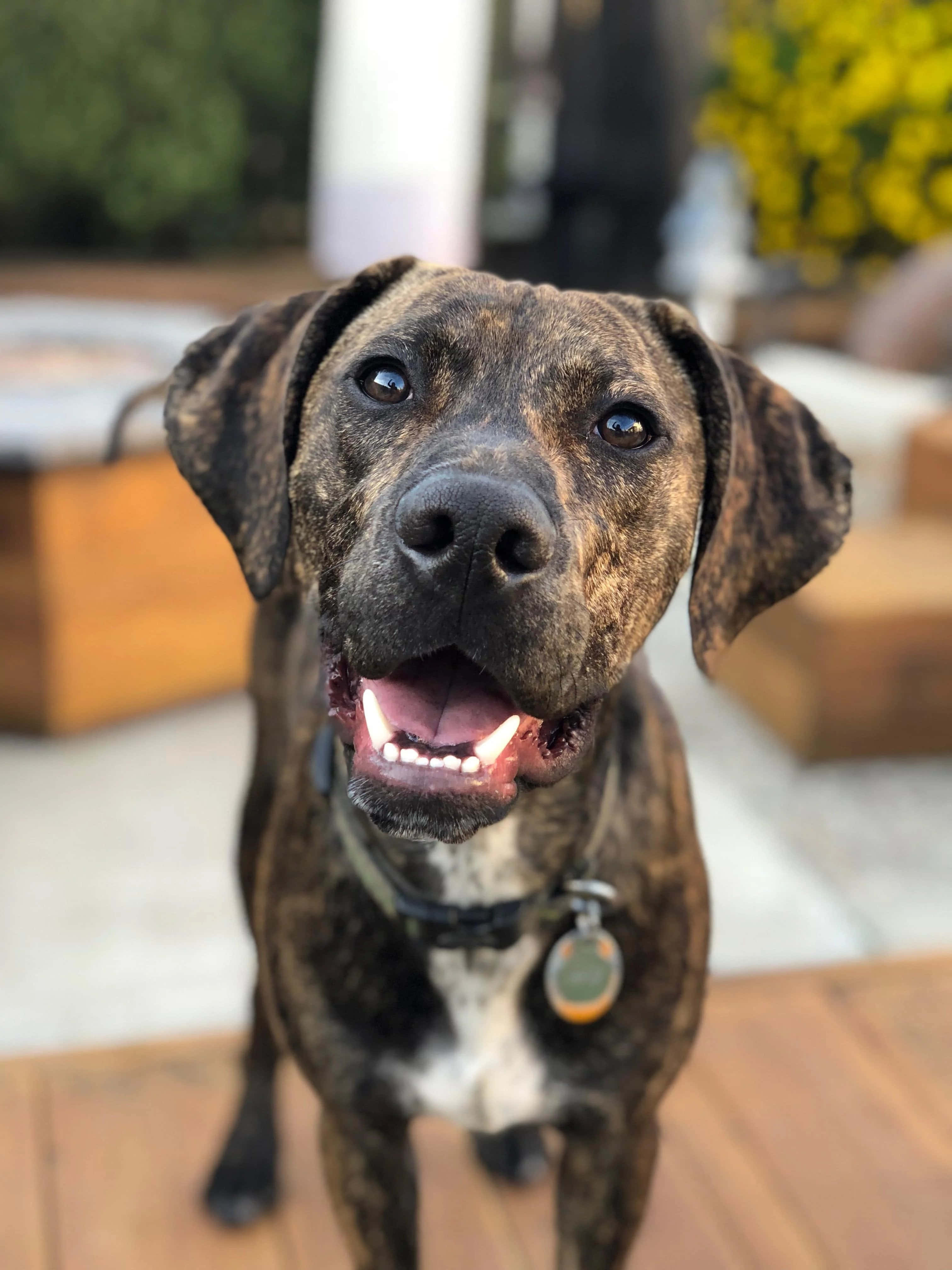 Tough and Loyal Catahoula Dog Picha ya Ukuta