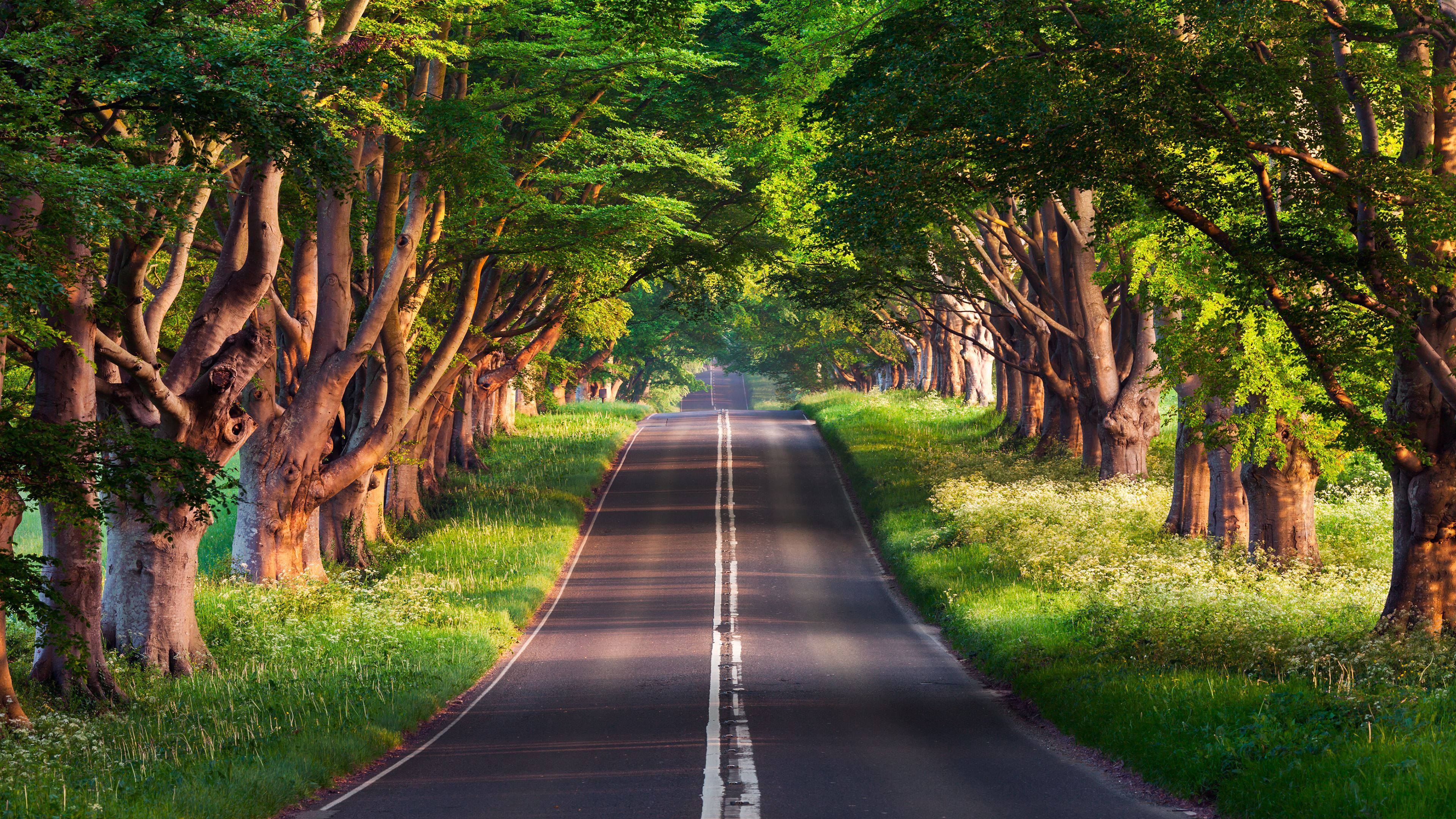 Tranquil Forest Landscape Picha ya Ukuta