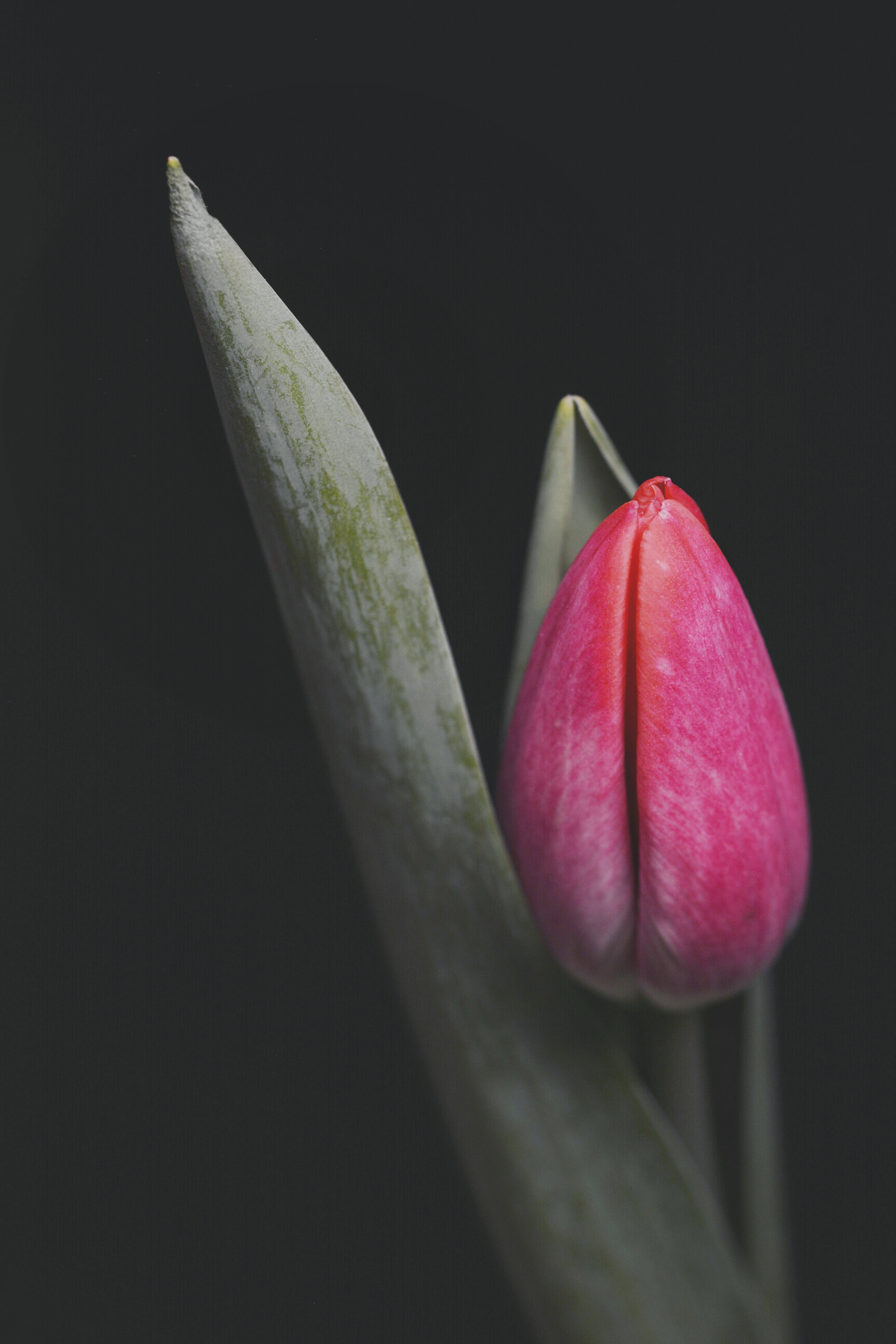 Tulipani ya Pink kwa iPhone Picha ya Ukuta