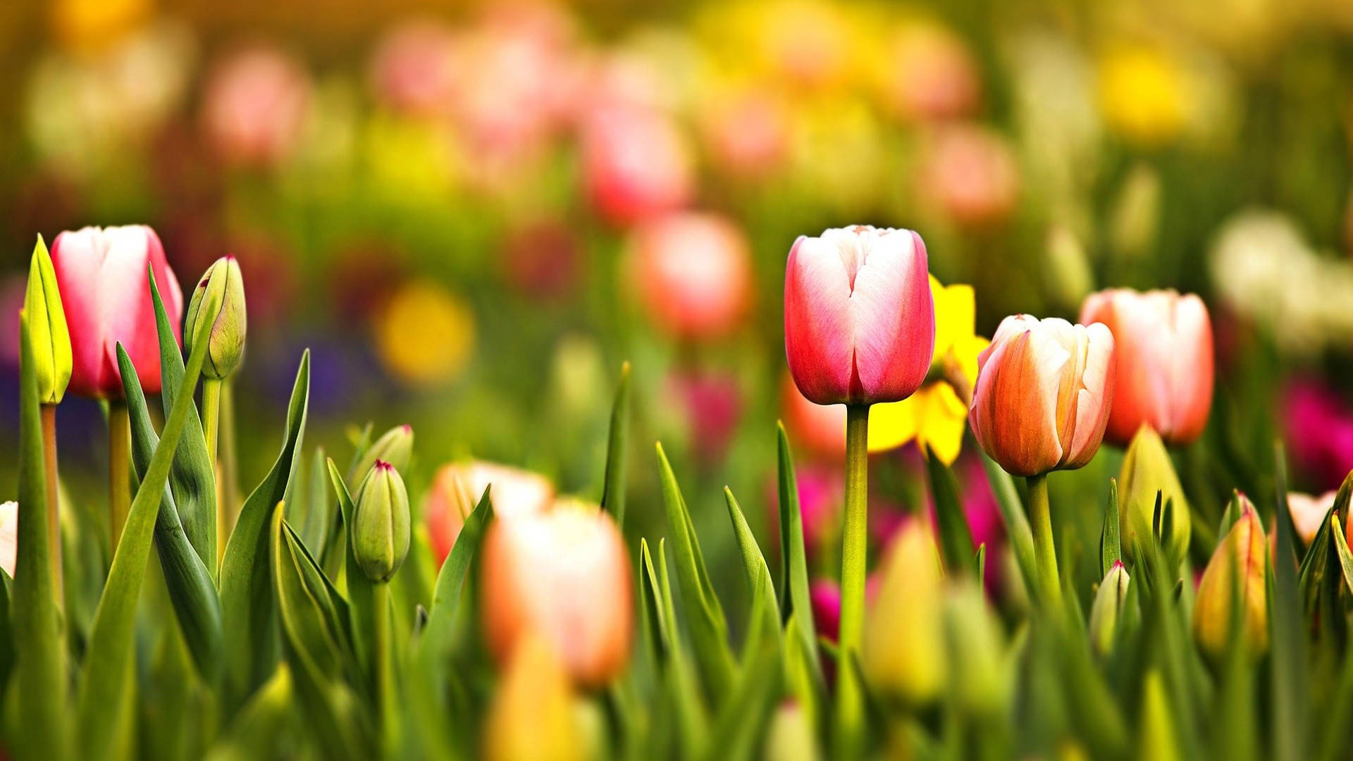 Tulipani za Spring za Kutazamisha Picha ya Ukuta