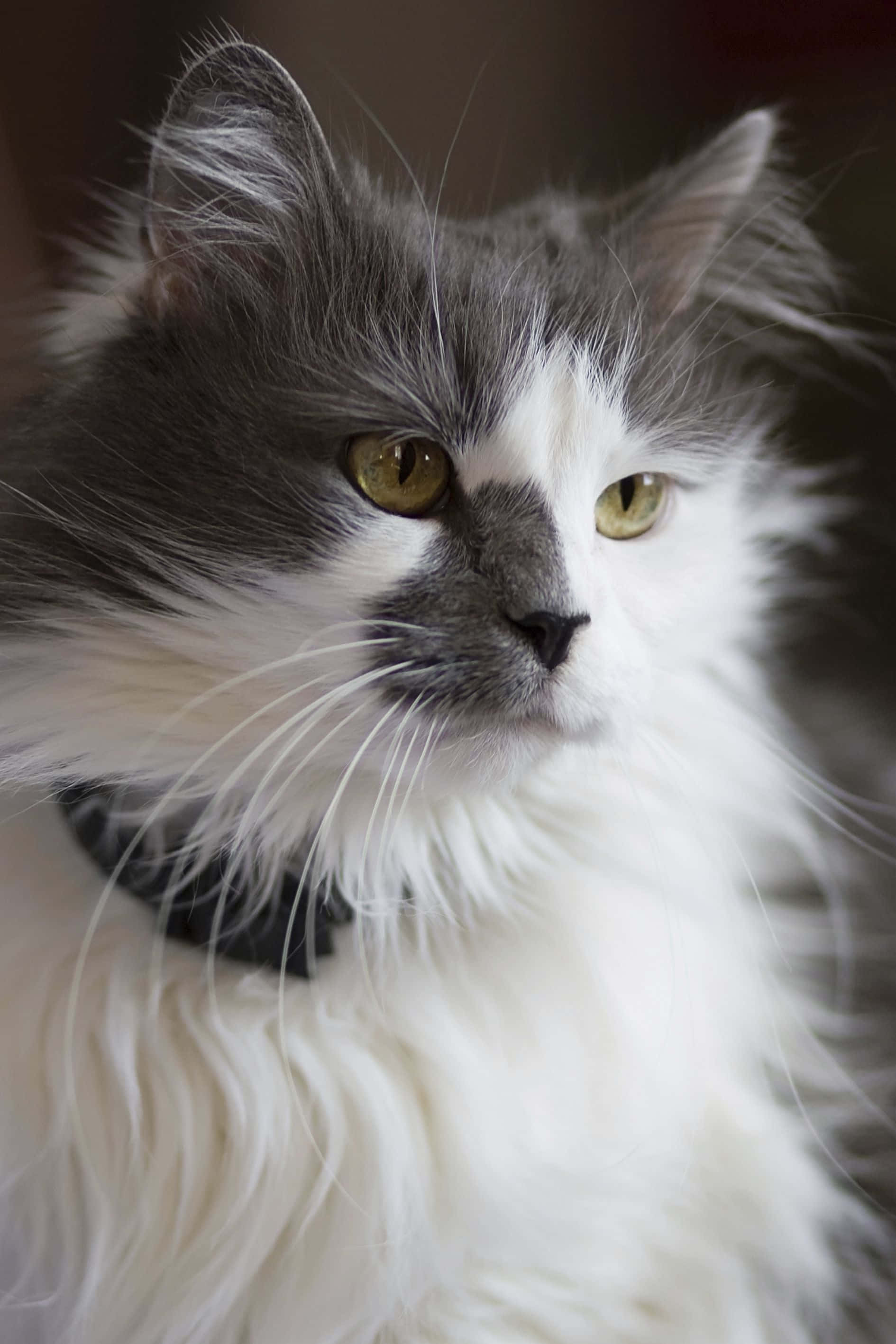 Turkish Angora Cat Relaxing on a Sofa Picha ya Ukuta