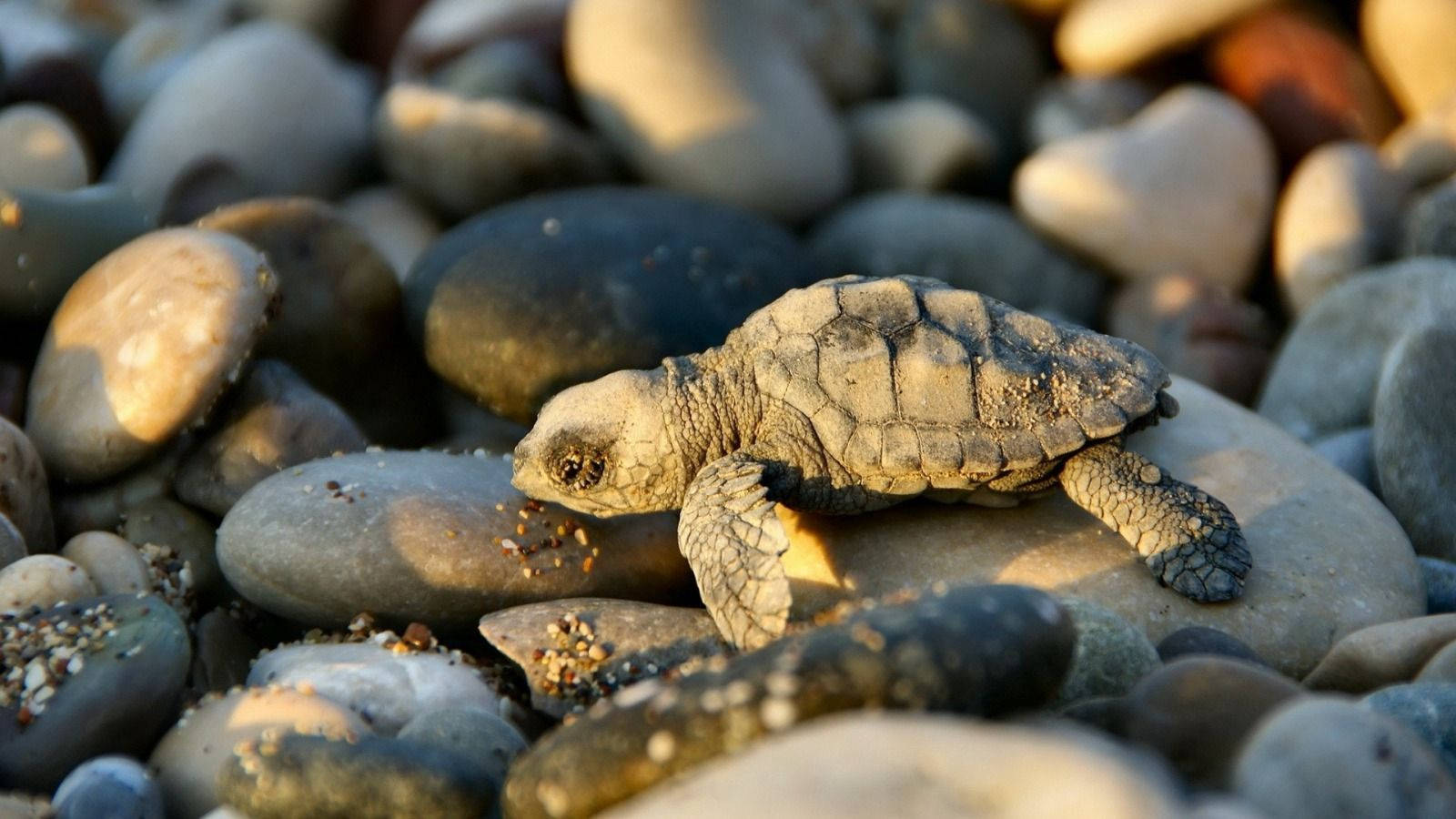 Turtle Mdogo Mzuri Kwenye Pwani La Kifuani Picha ya Ukuta