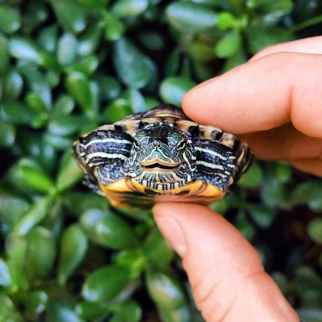 Turtle Mwanamke Mrembo Picha ya Ukuta