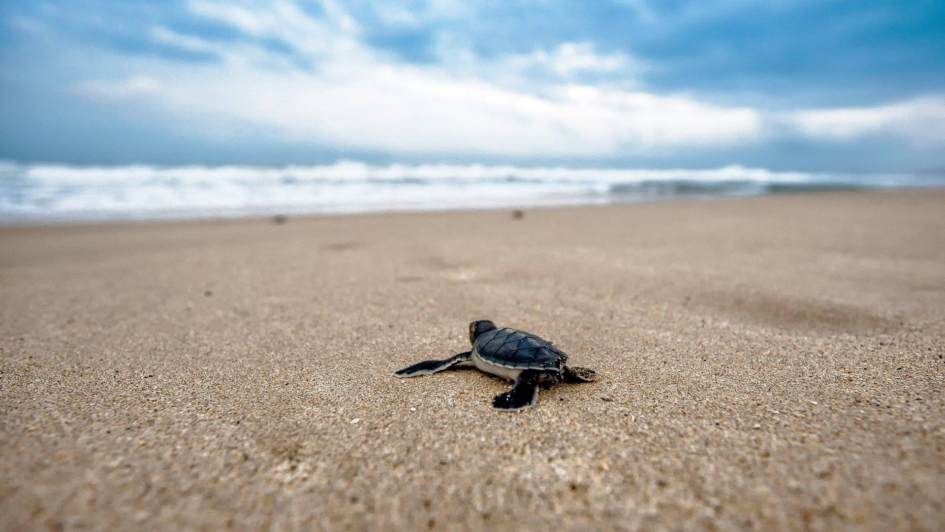 Turtle Mzuri Kwenye Pwani Picha ya Ukuta