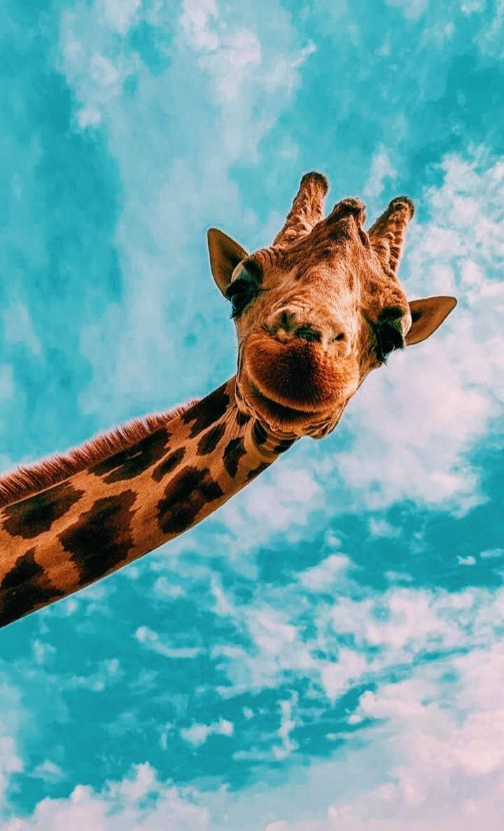 Twiga wa Kahawia Anga la Bluu Simu ya Kipepeo Picha ya Ukuta