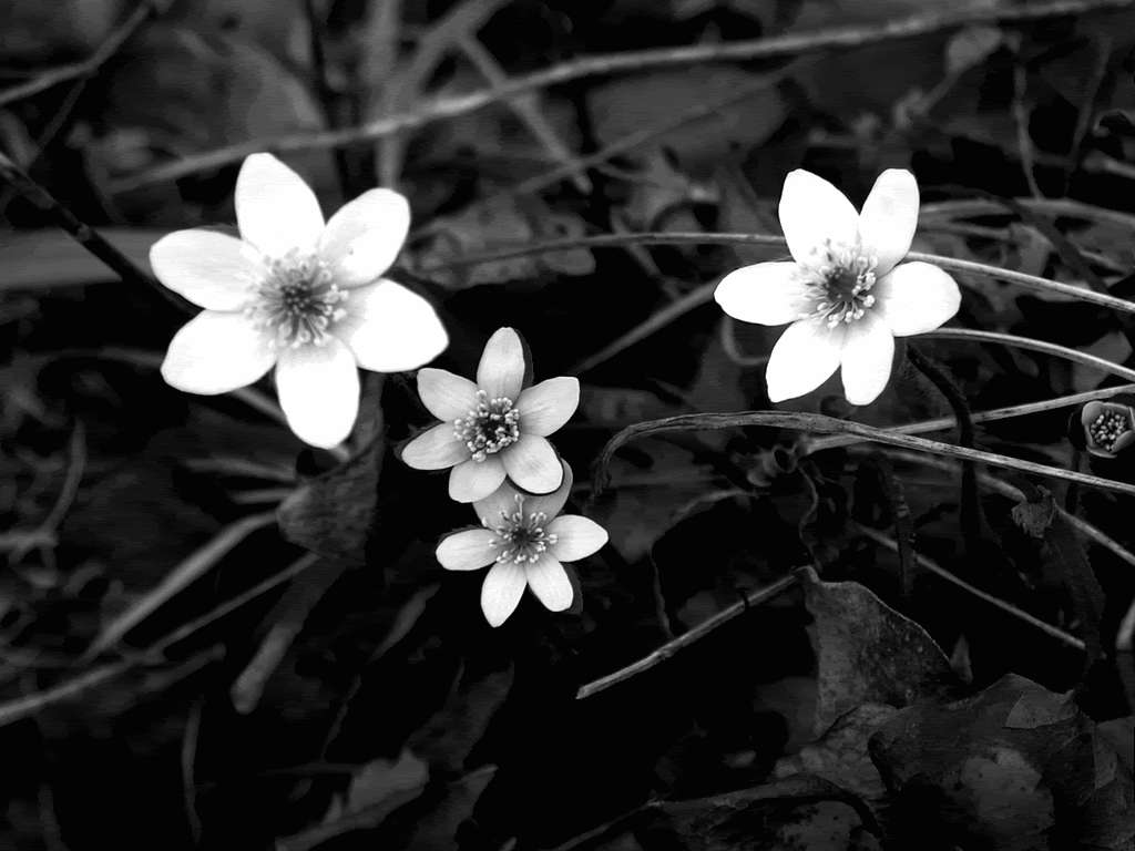 Ua jeupe monochrome Picha ya Ukuta
