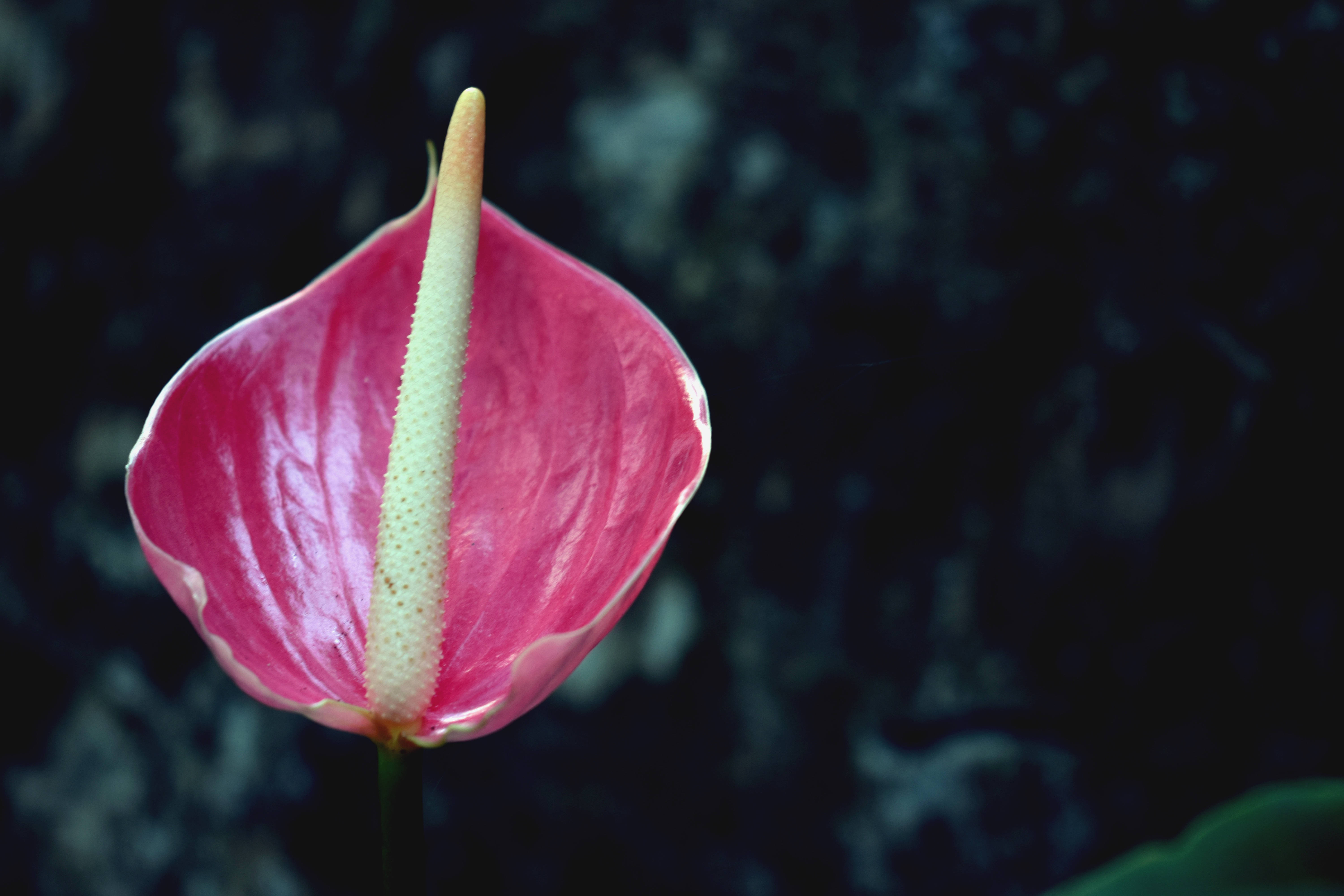 Ua la Anthurium la Waridi Lenye Uzuri Picha ya Ukuta