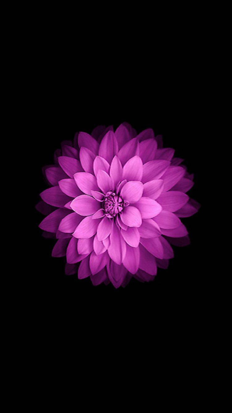 Ua la Dahlia kwa iPhone SE Picha ya Ukuta