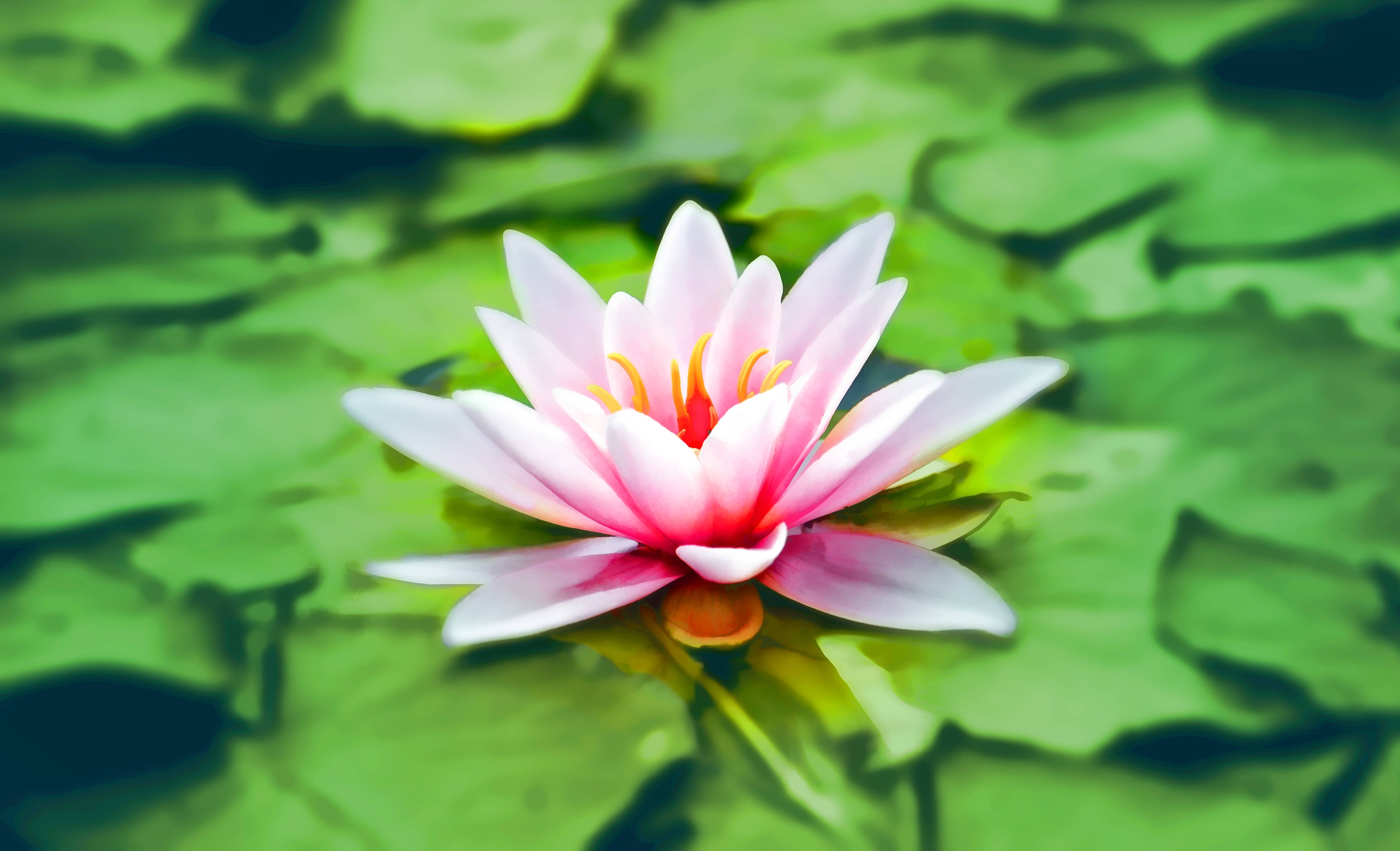Ua la Lotus la Kipinki Linalochua Katika Kilele Chake Picha ya Ukuta