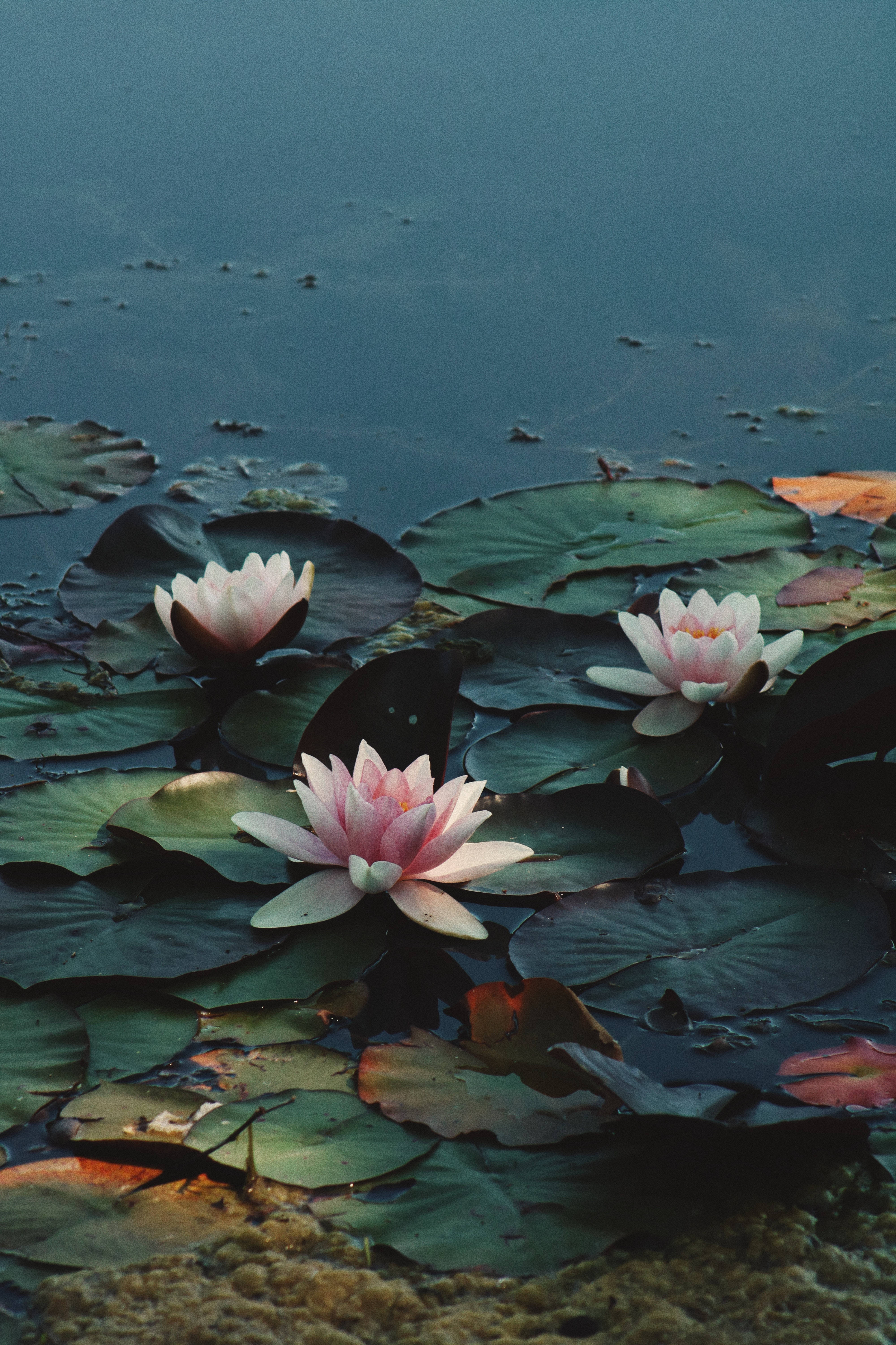 Ua la Lotus Rosea Plena Picha ya Ukuta