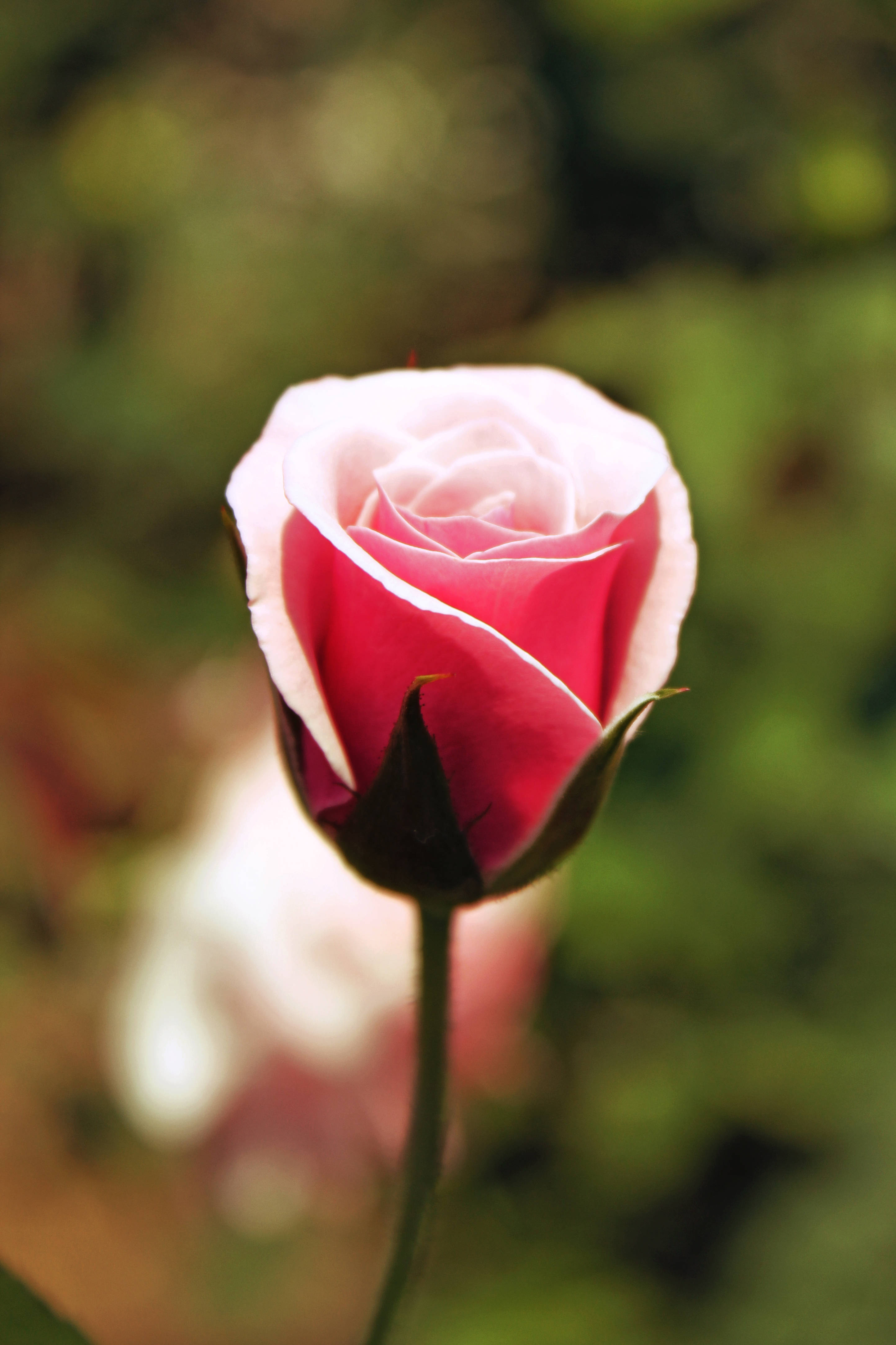 Ua la Waridi la Pink Picha ya Ukuta